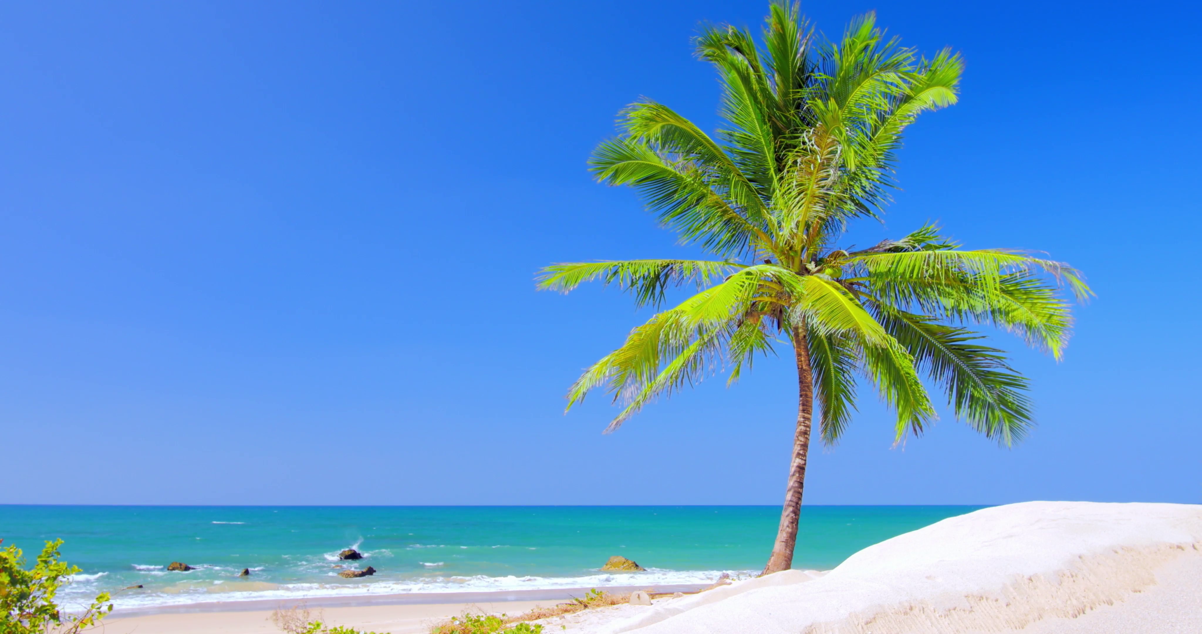 Beautiful palm tree on sea shore at sunny summer day. Vacation ...