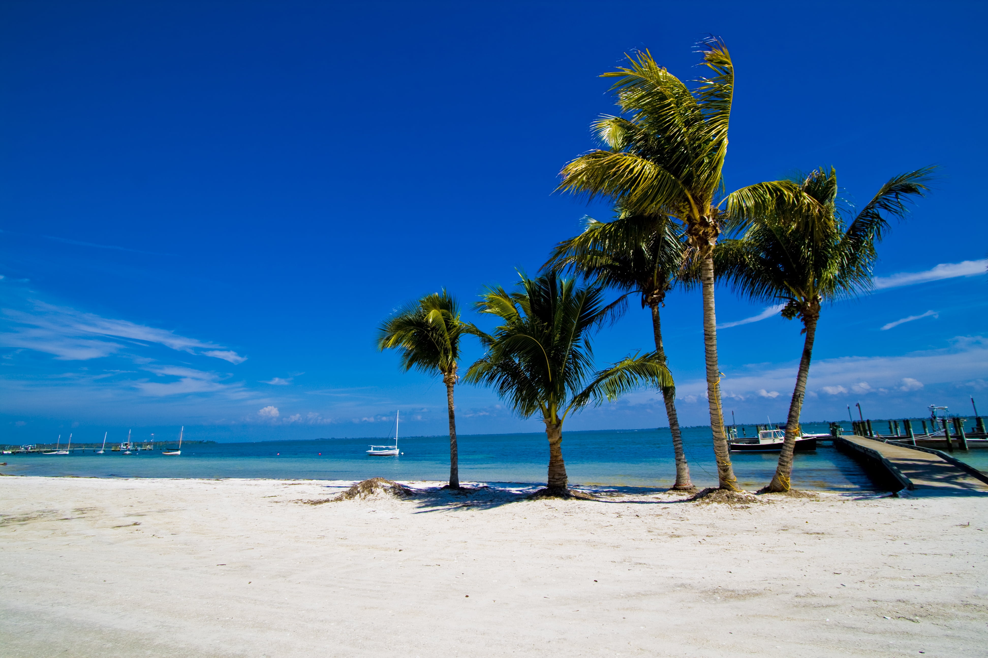 Green coconut trees and white sand beach during clear sunny day HD ...