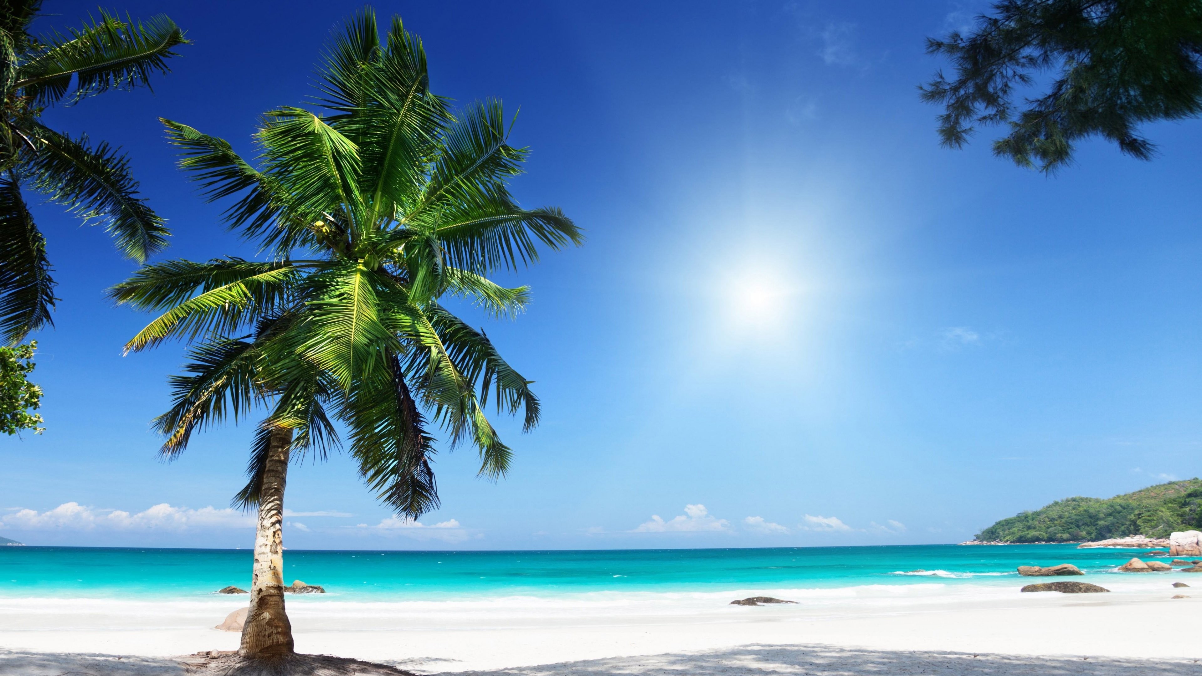 Beaches: Sky Sunny Tree White Clear Palm Seashore Beach Black ...