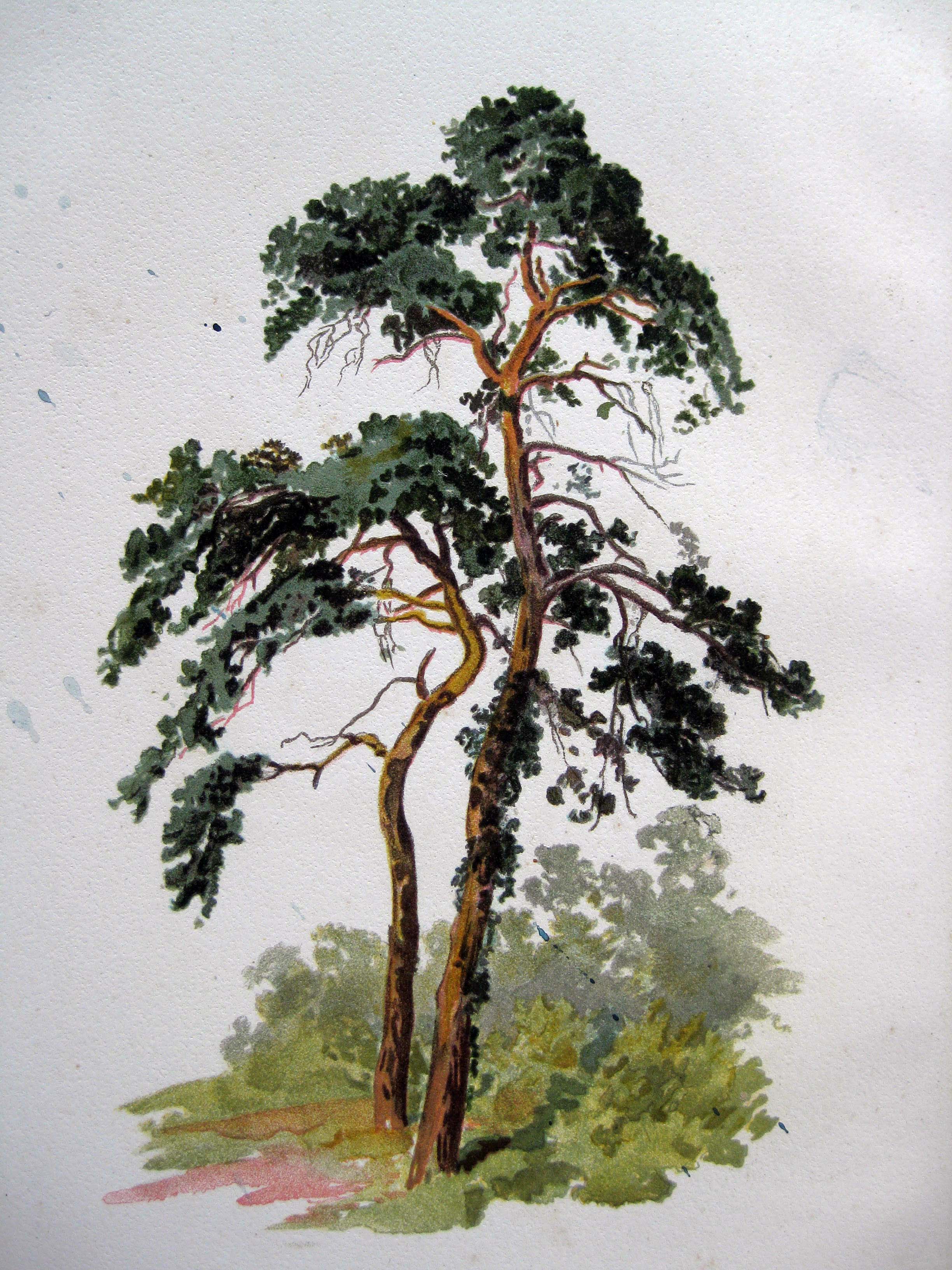 painting trees | Old books