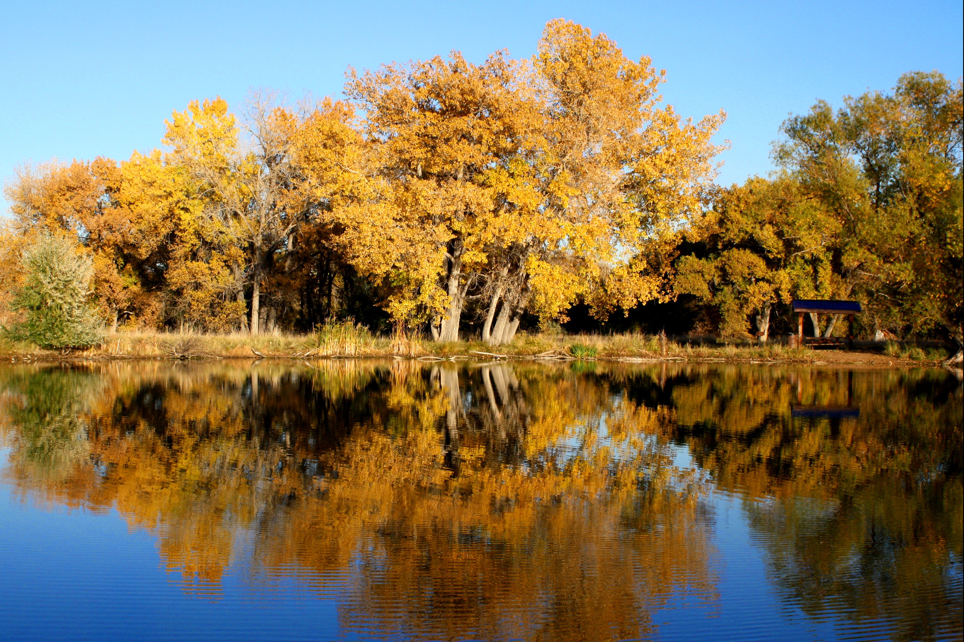 Fall Trees Reflected in Lake Picture | Free Photograph | Photos ...