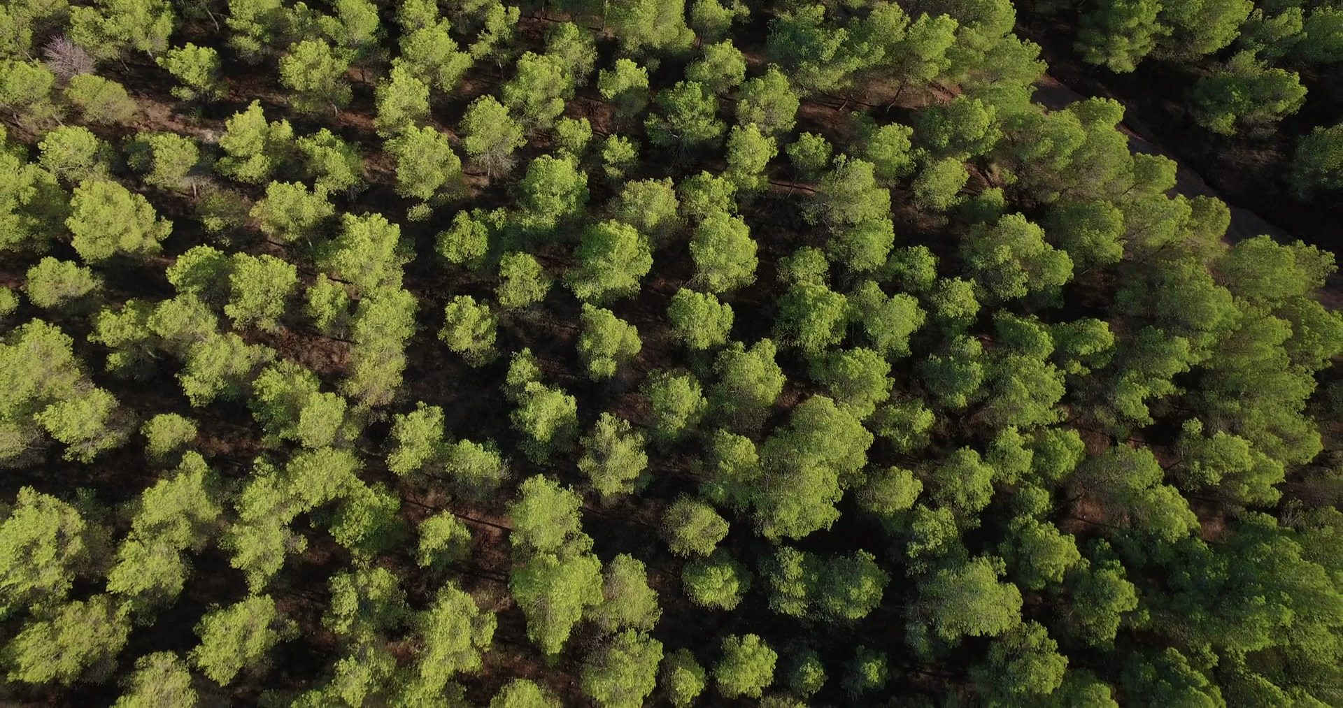 Aerial view above pine trees forest from top Stock Video Footage ...