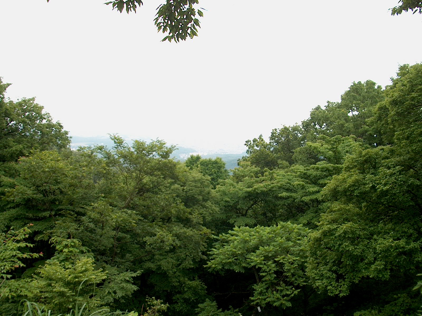 At the top, view through the trees