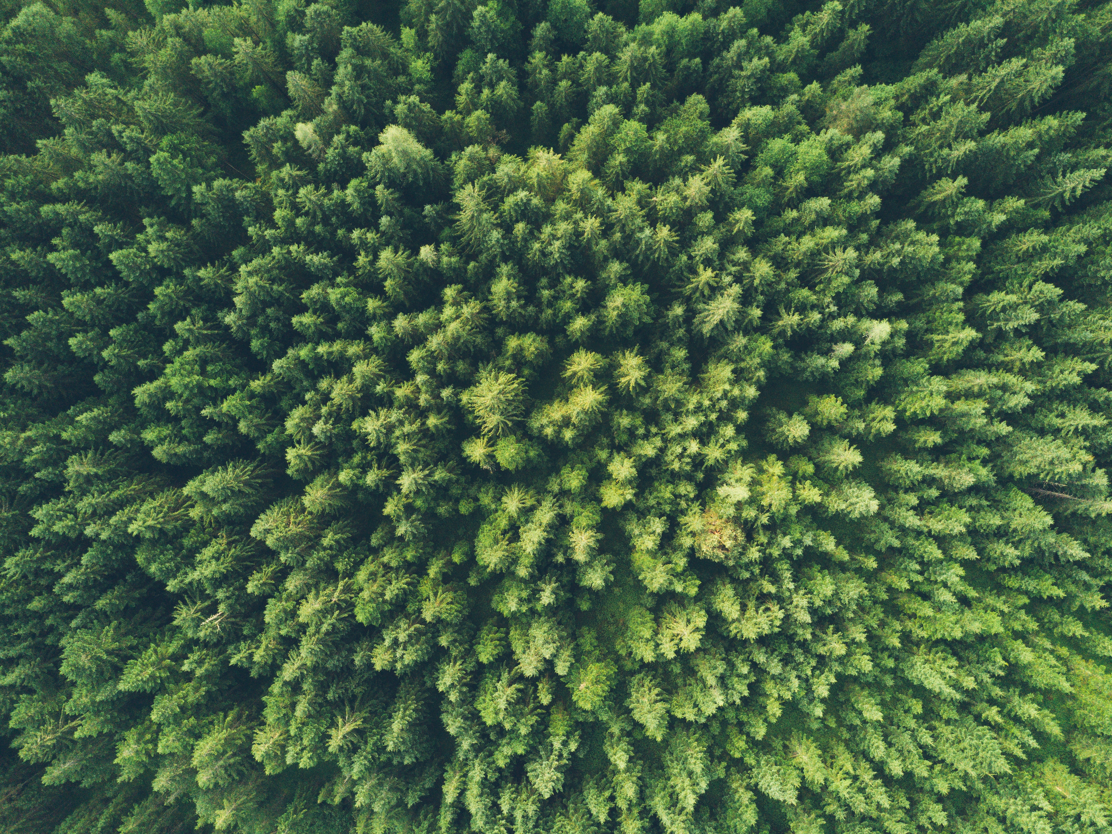 Download wallpaper 3777x2831 trees, top view, green hd background