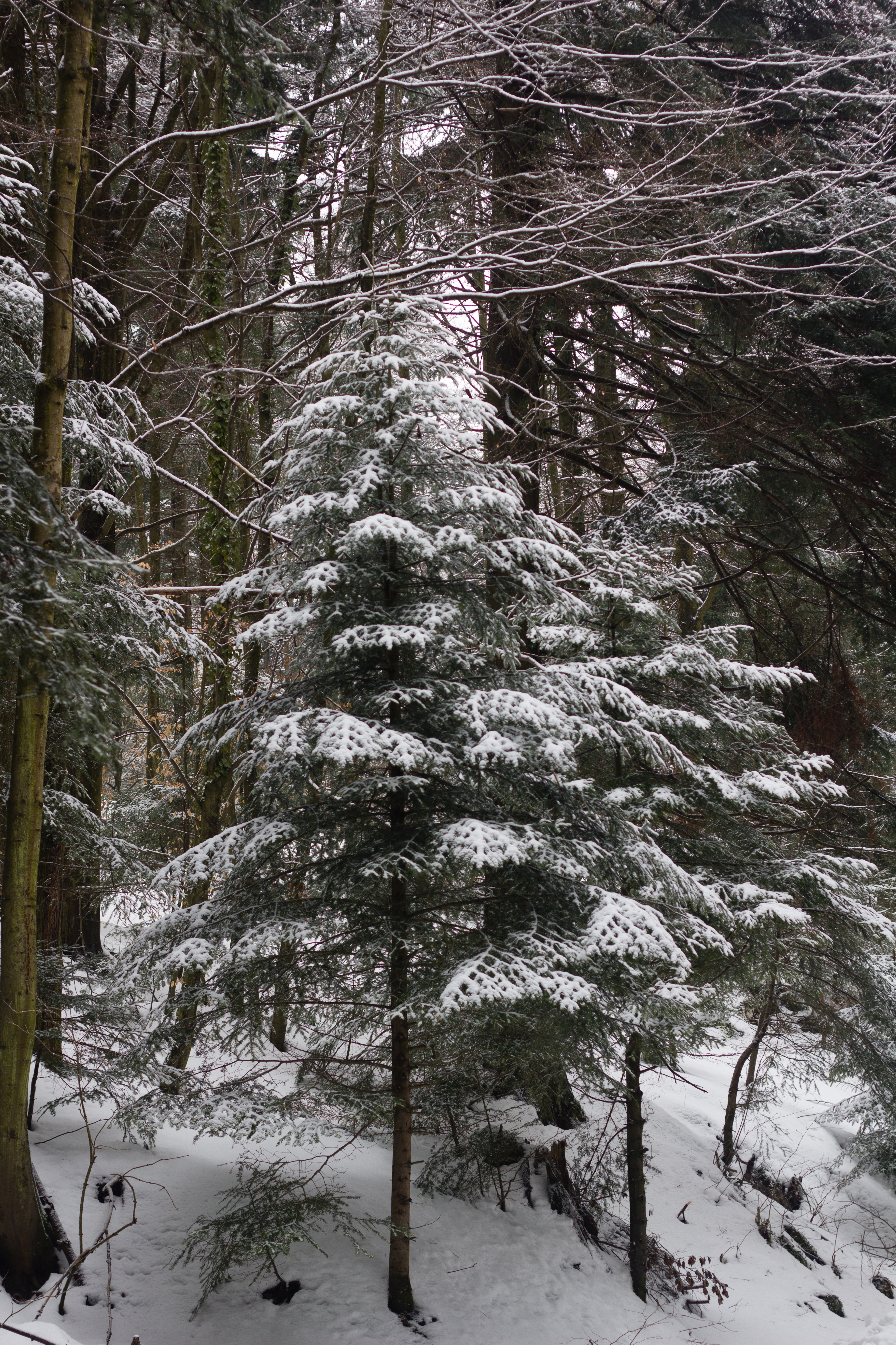 Trees under the snow photo