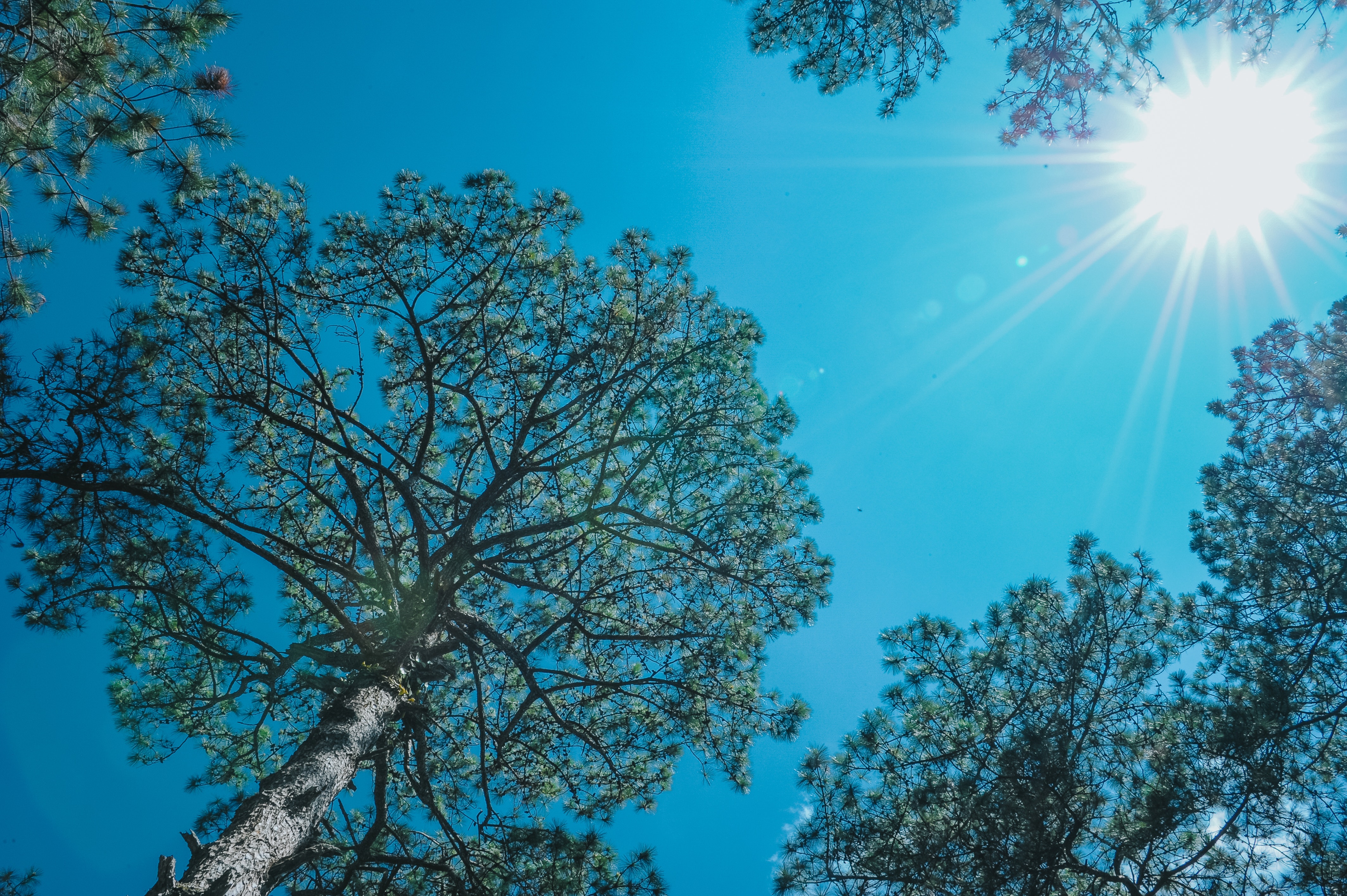 Trees Under the Sun, Blue skies, Outdoors, Trees, Tree, HQ Photo