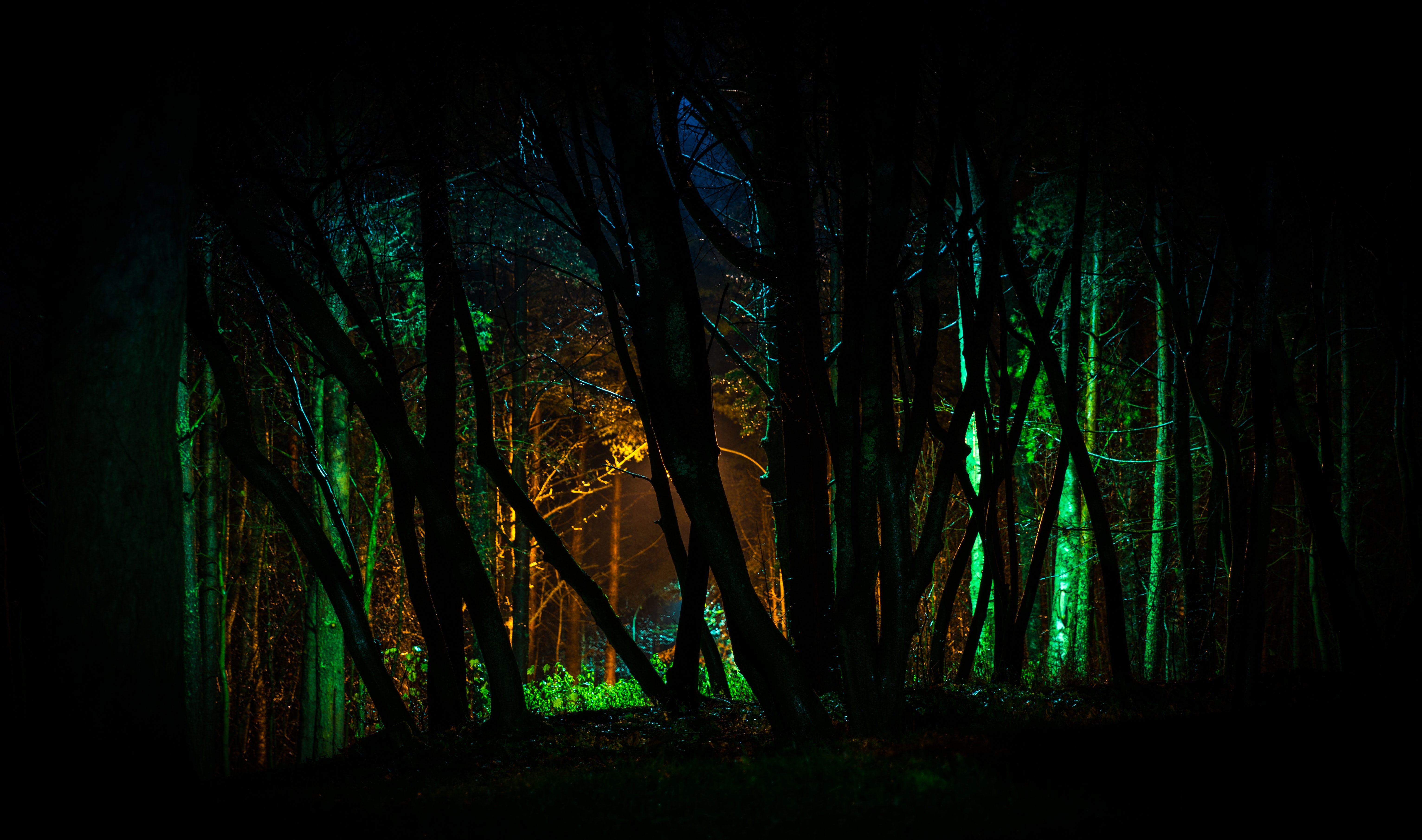 Trees with green light in nighttime photo