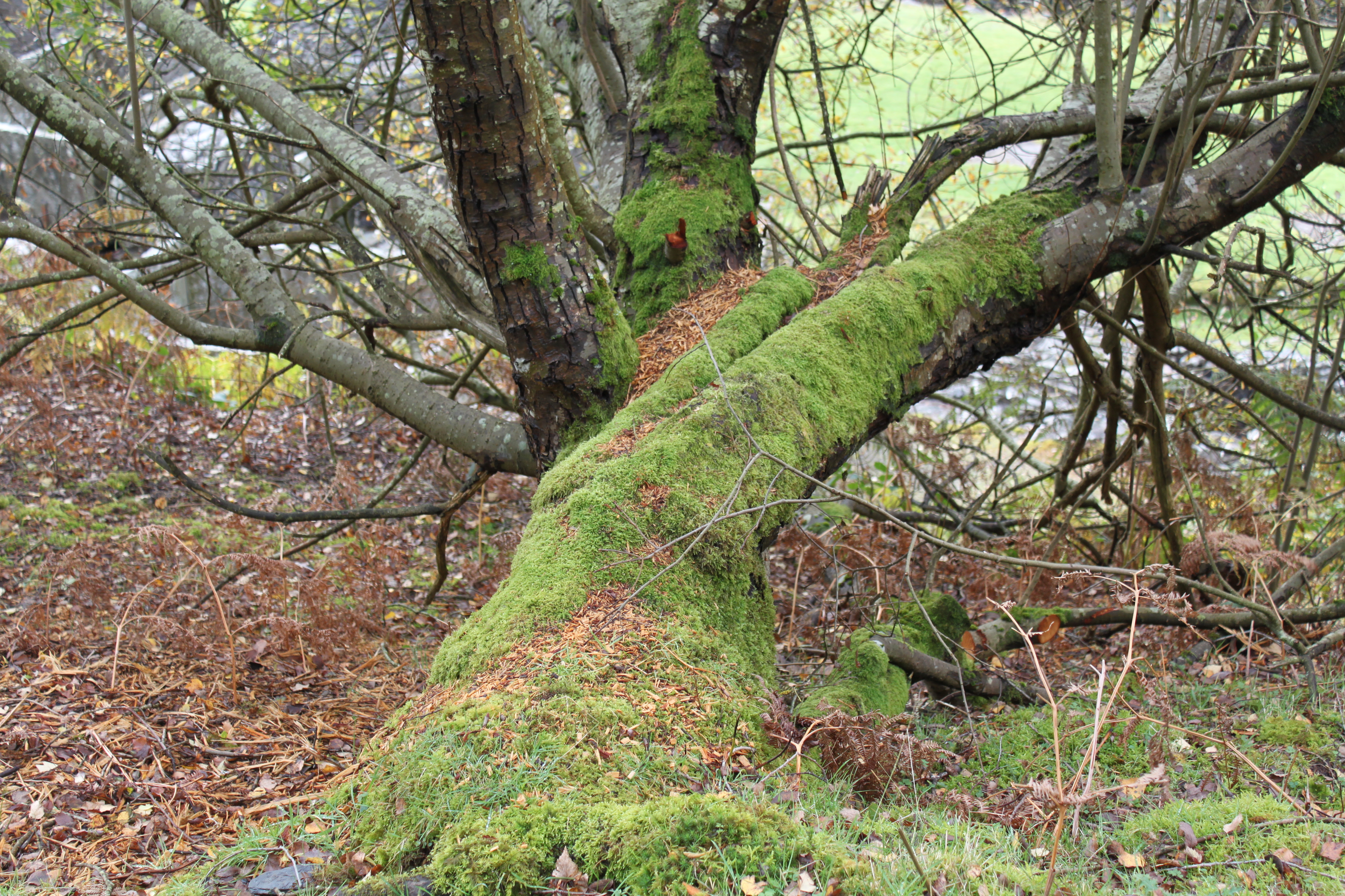 Tree Moss | llandinam