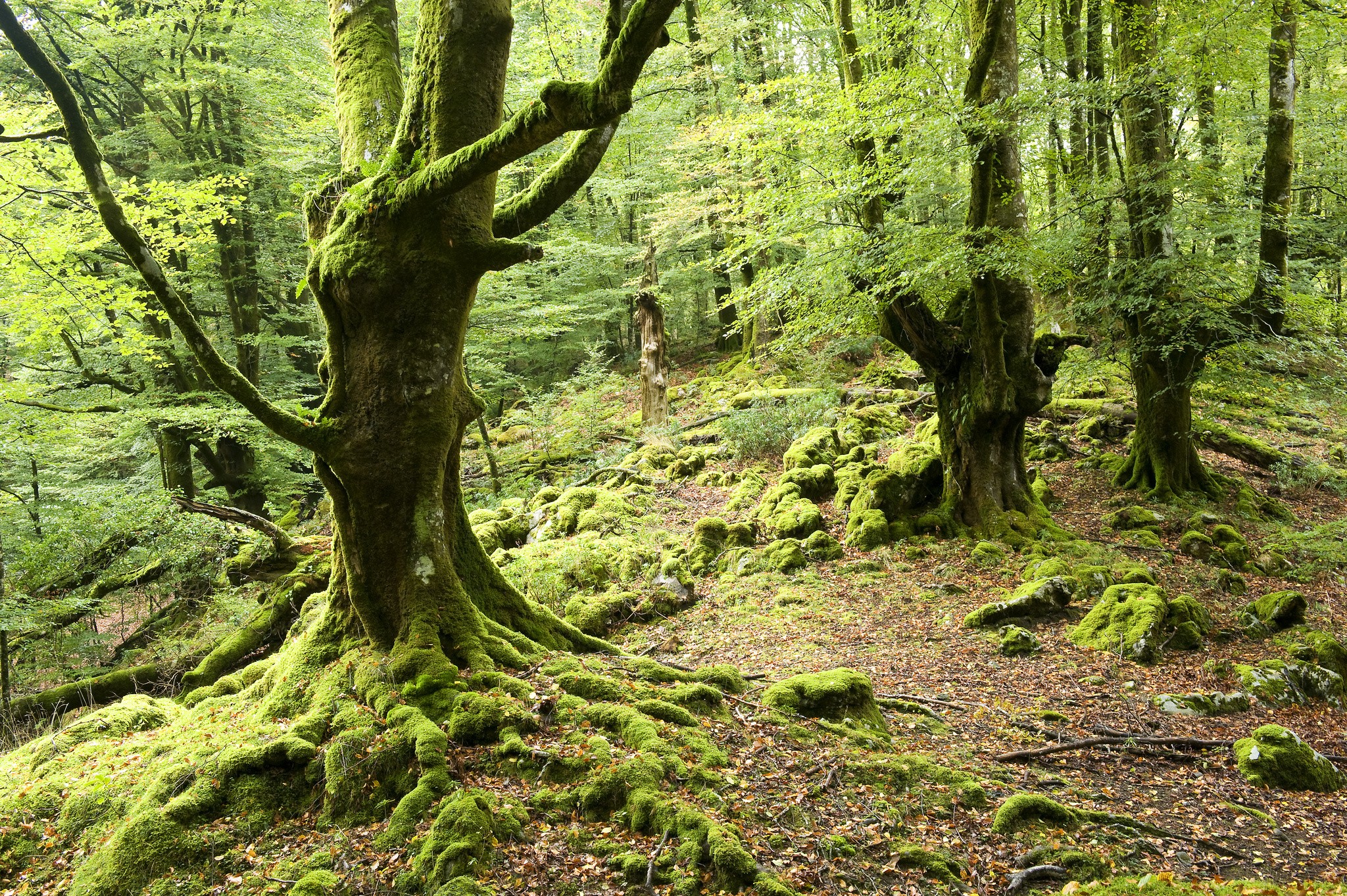 Trees: Moss Trees Forest Computer Desktop Wallpapers Nature ...