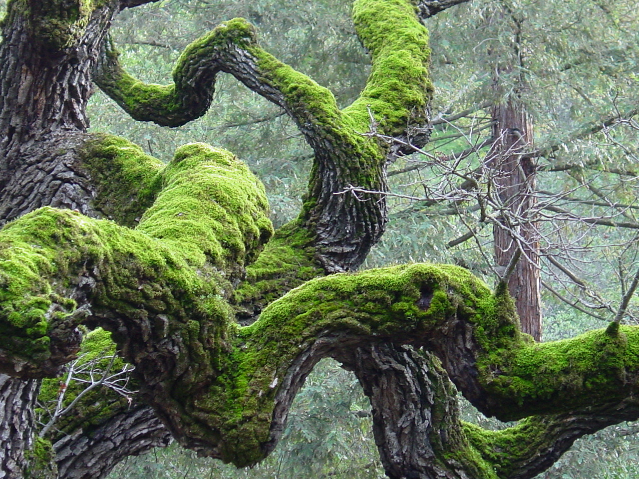 Moss on Trees | The Tree Center™