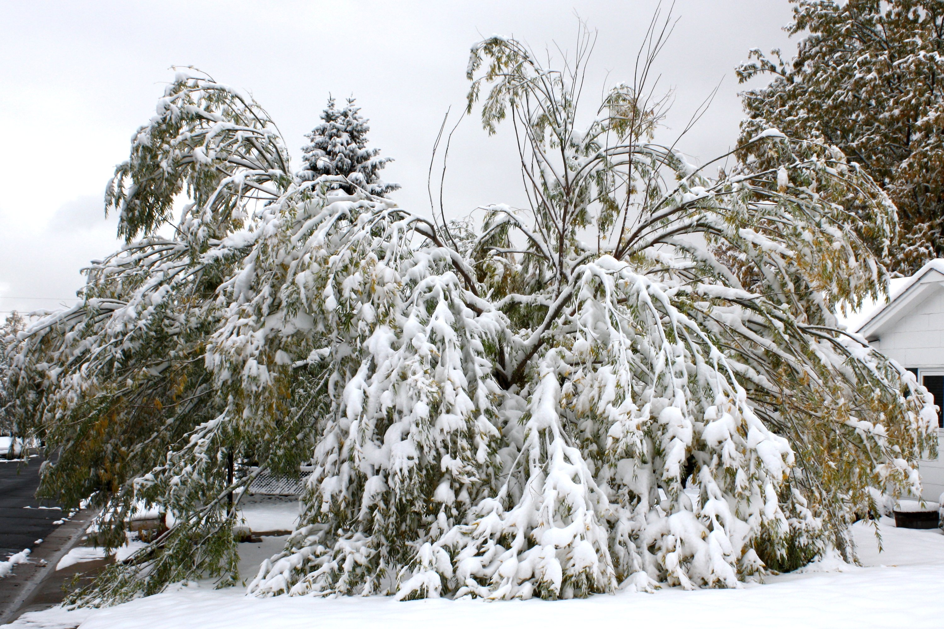 Snow & Wind Can Devastate Trees