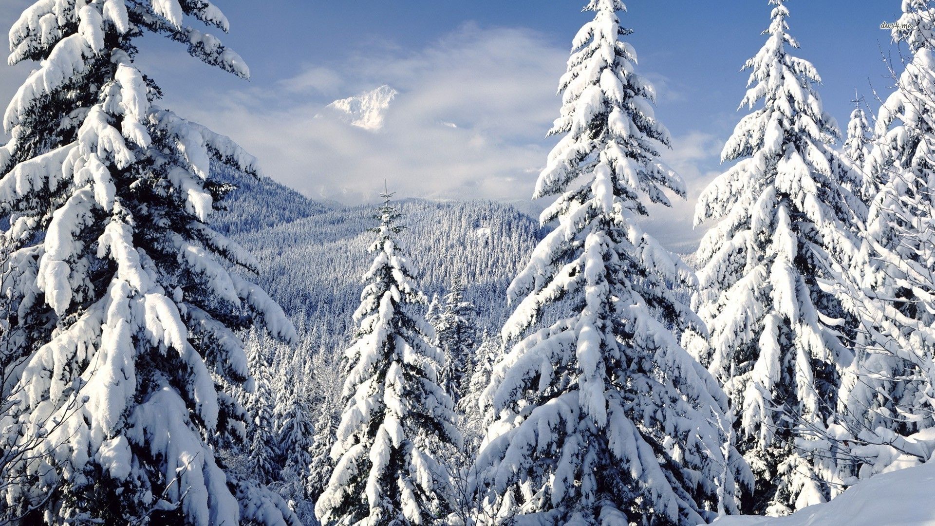 Snowy Trees Wallpaper - WallpaperSafari | Winter | Pinterest