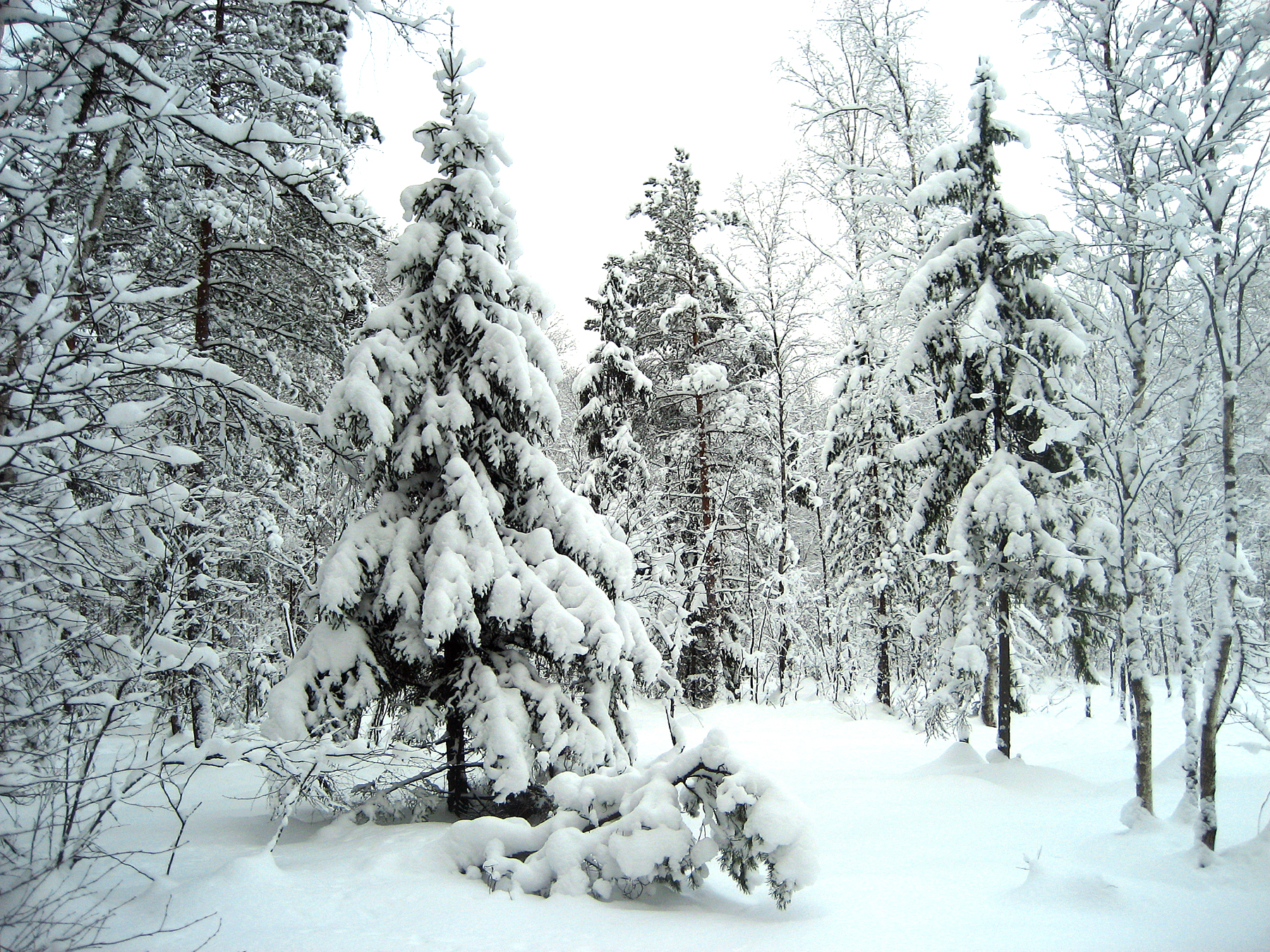 Trees with snows photo