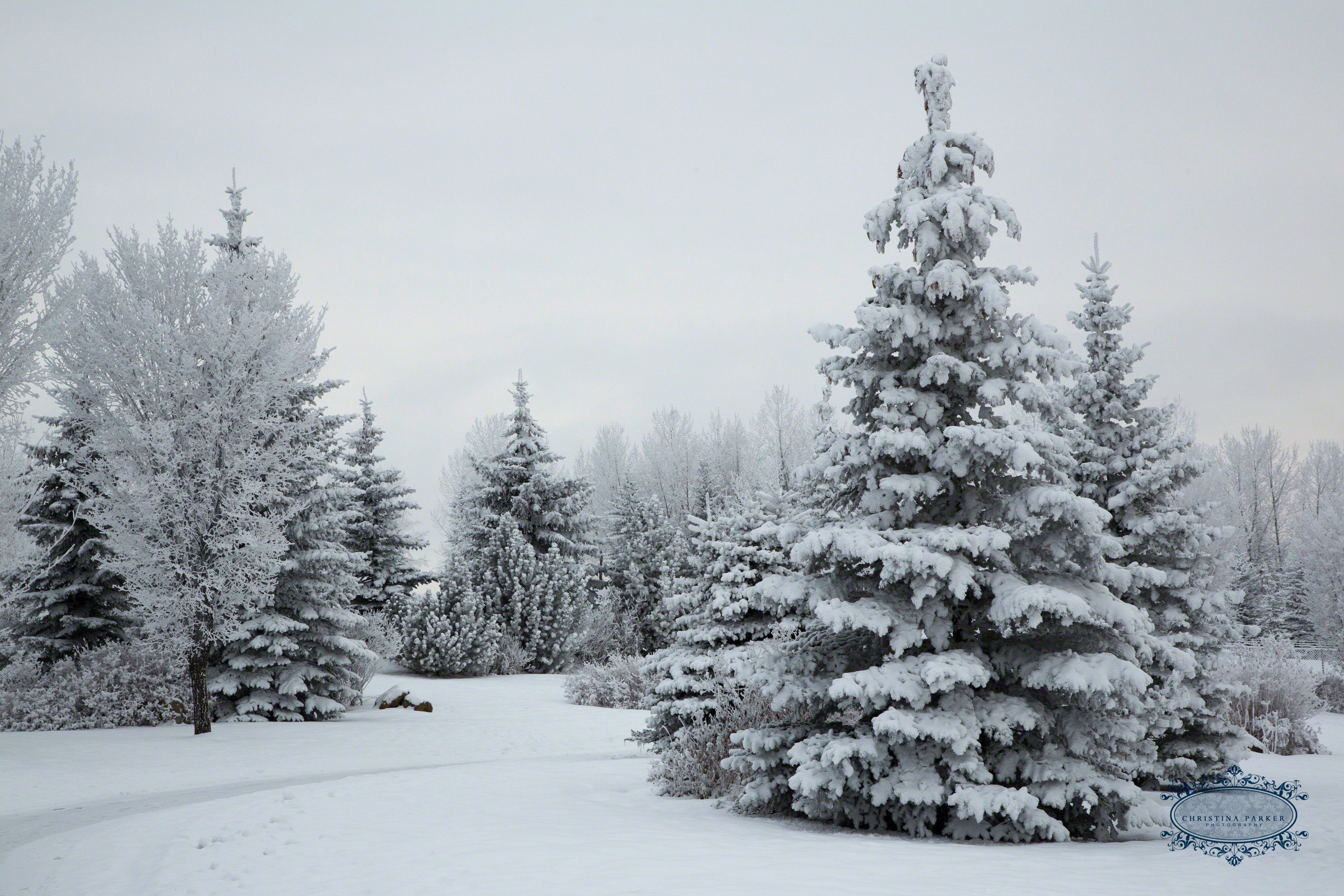 Free Photo Trees With Snows Cold Park Winter Free Download Jooinn
