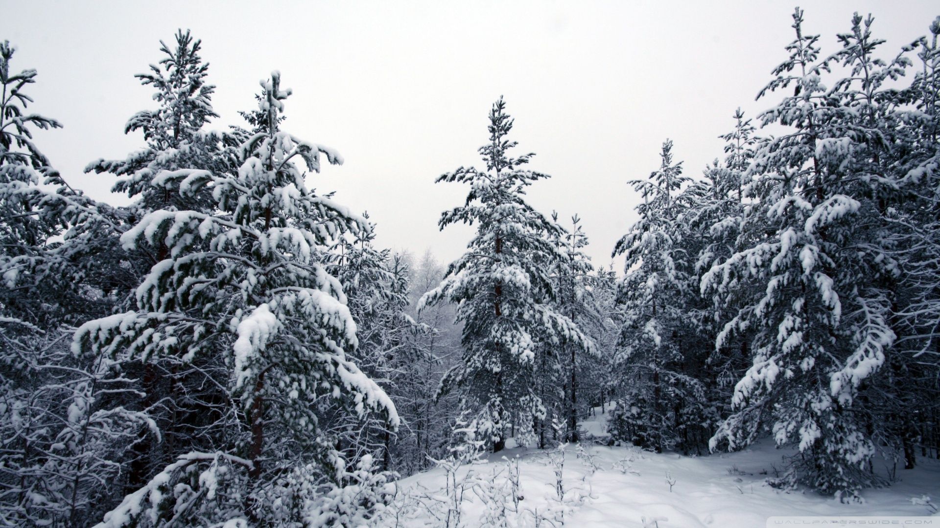 trees in snow images - Google Search | Lovely christmas glitteriness ...