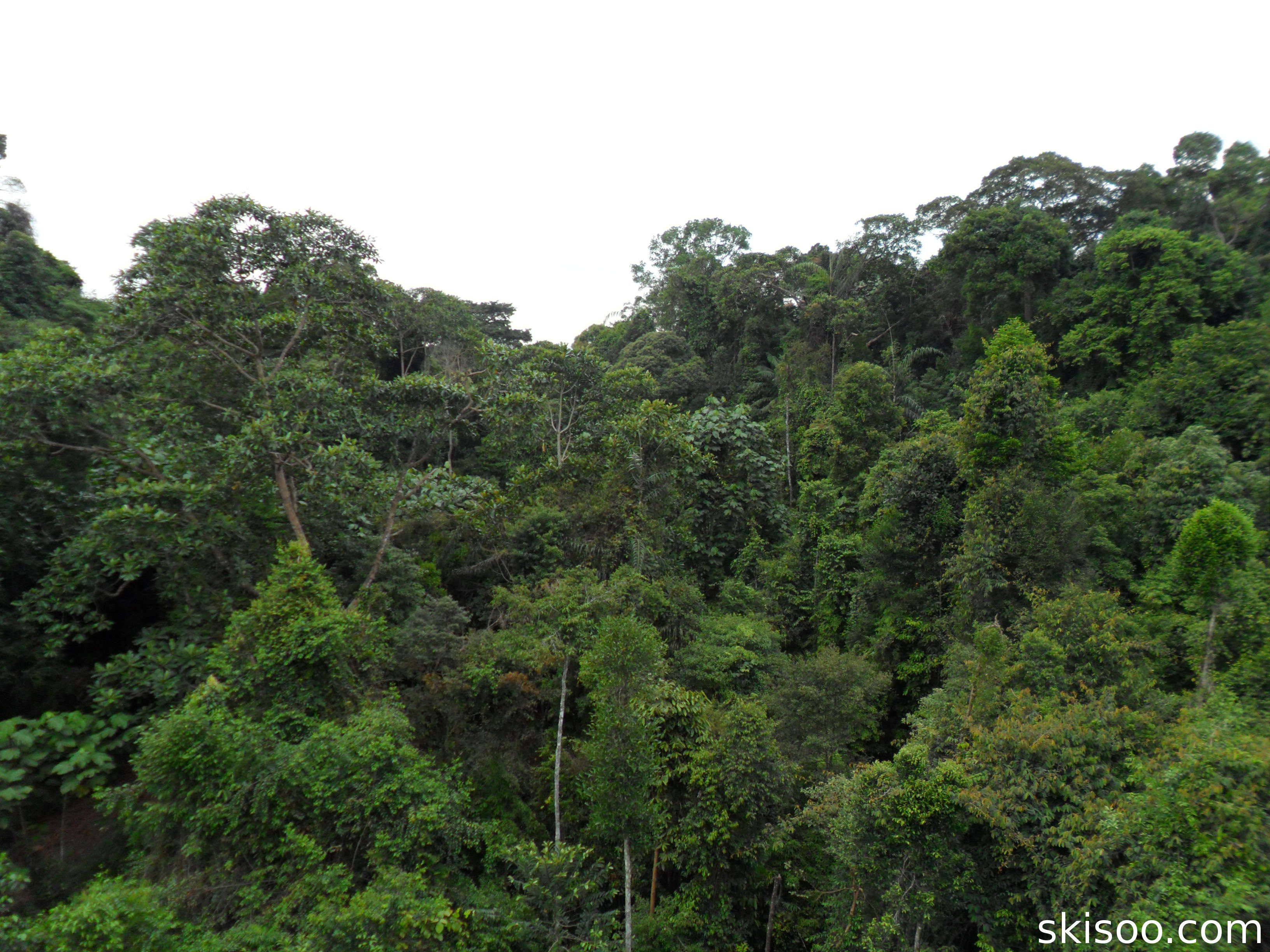 Singapore Tree Top Walk | Skisoo