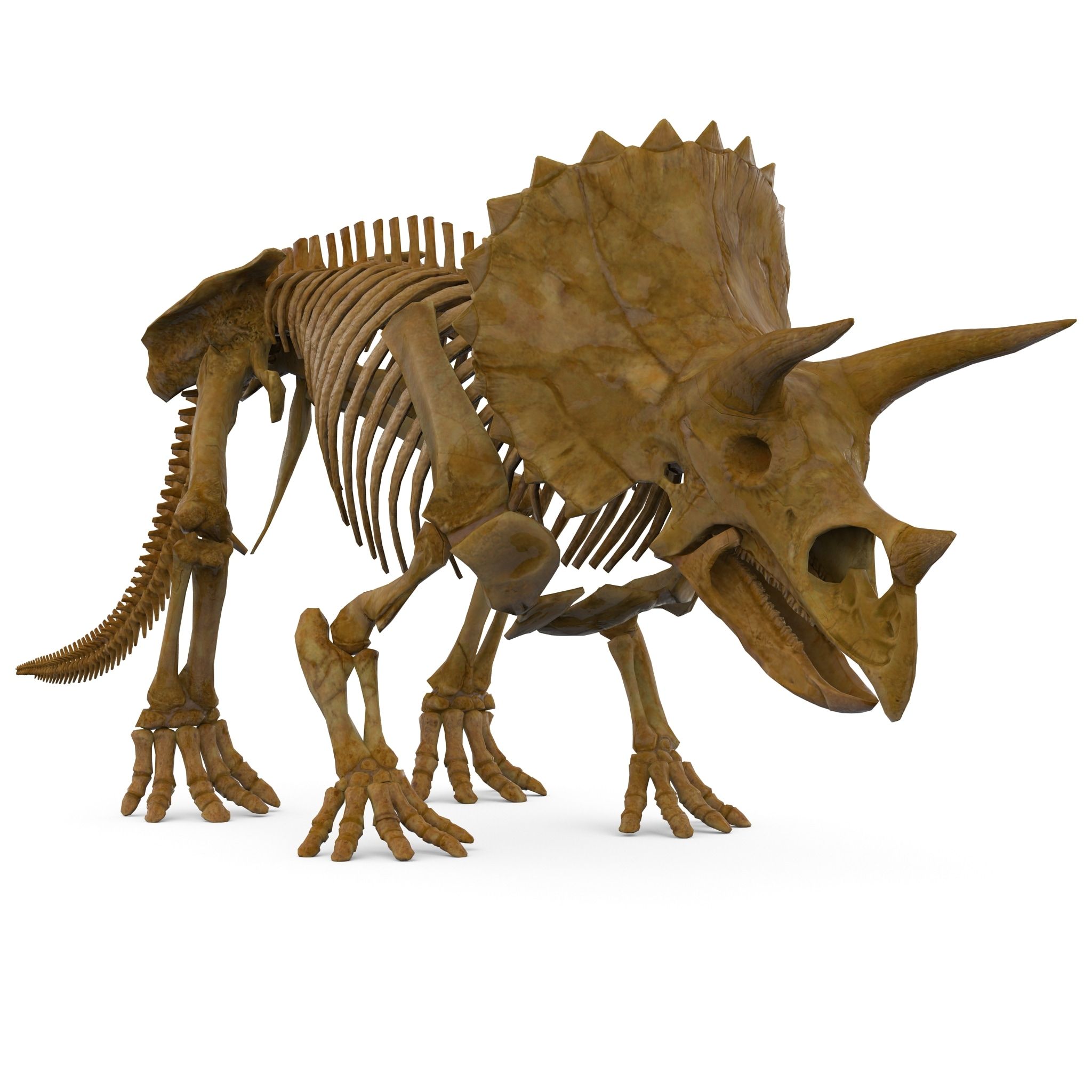 3Dsmax Triceratops Skeleton Rigged - 3D Model | Art! | Pinterest ...