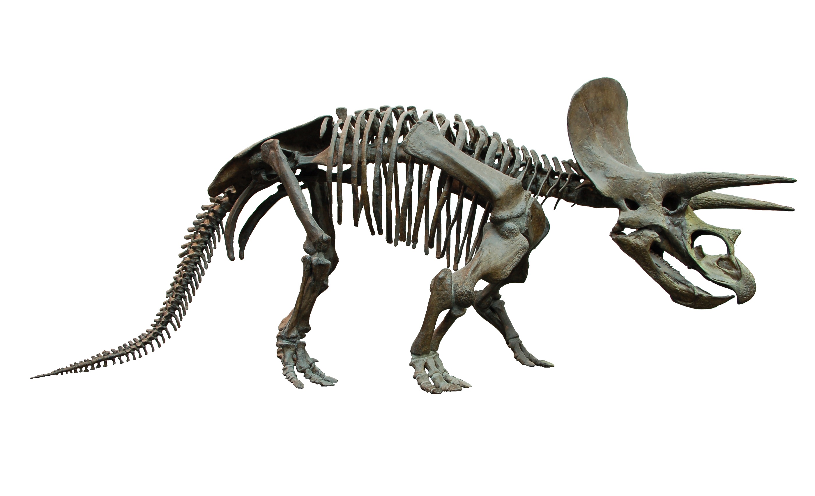 File:Triceratops Skeleton Senckenberg 2 White Background.jpg ...