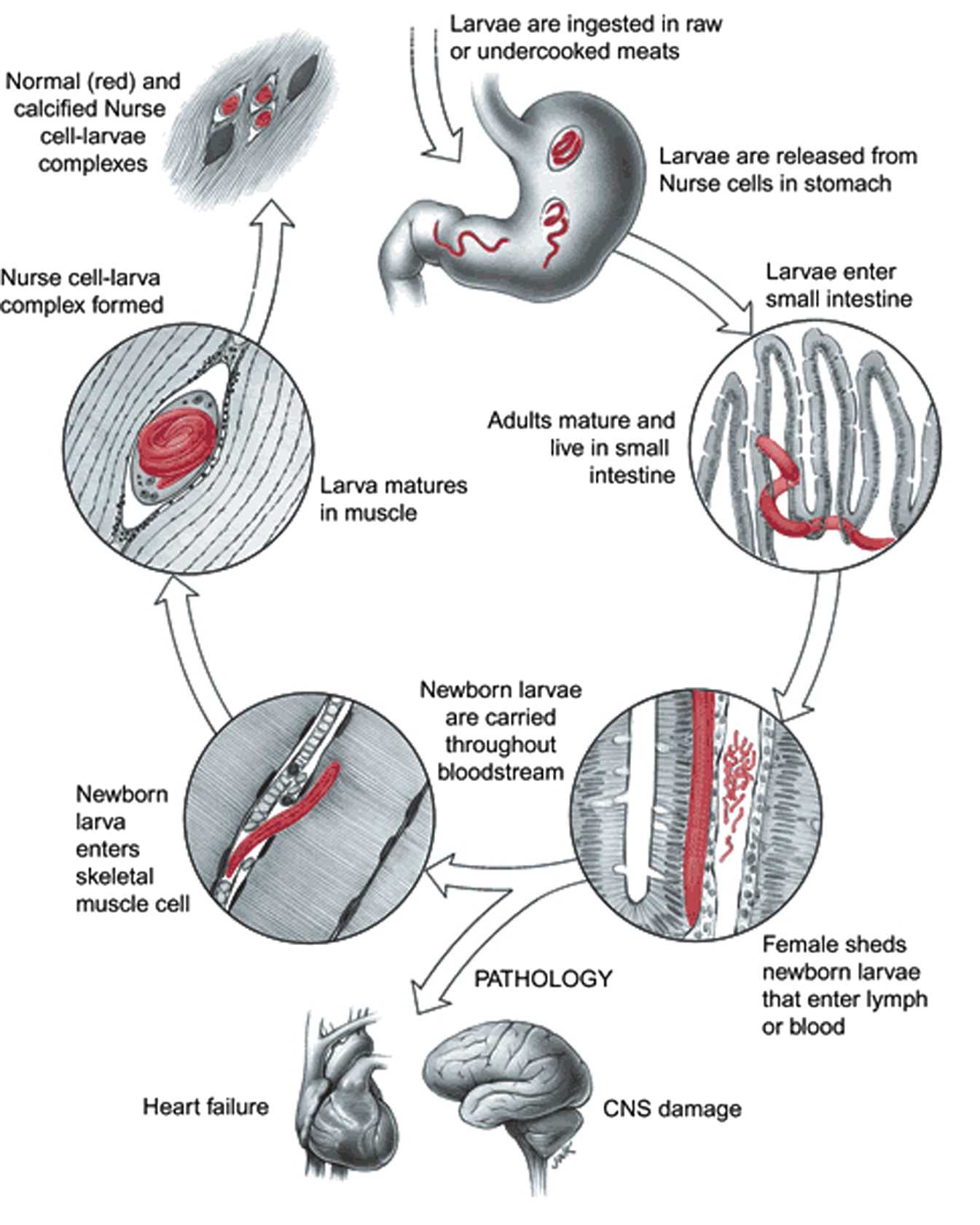 Biology and genome of Trichinella spiralis