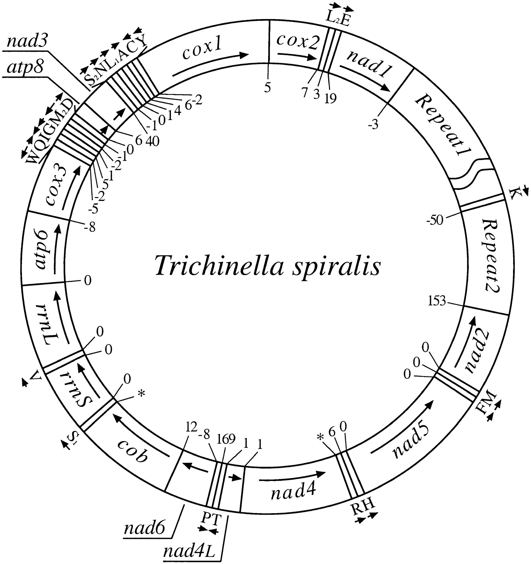 Trichinella spiralis mtDNA: A Nematode Mitochondrial Genome That ...