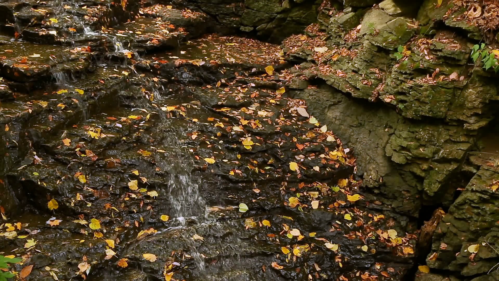 Falling Leaves Trickling Water Loop Stock Video Footage - Videoblocks