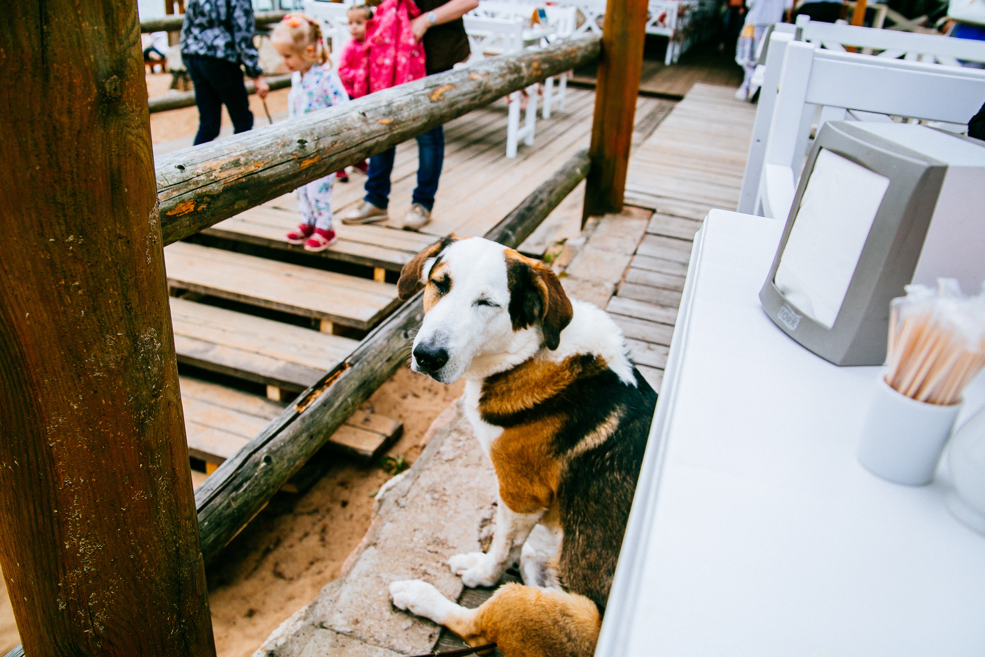 Tricolor coonhound beside table photo