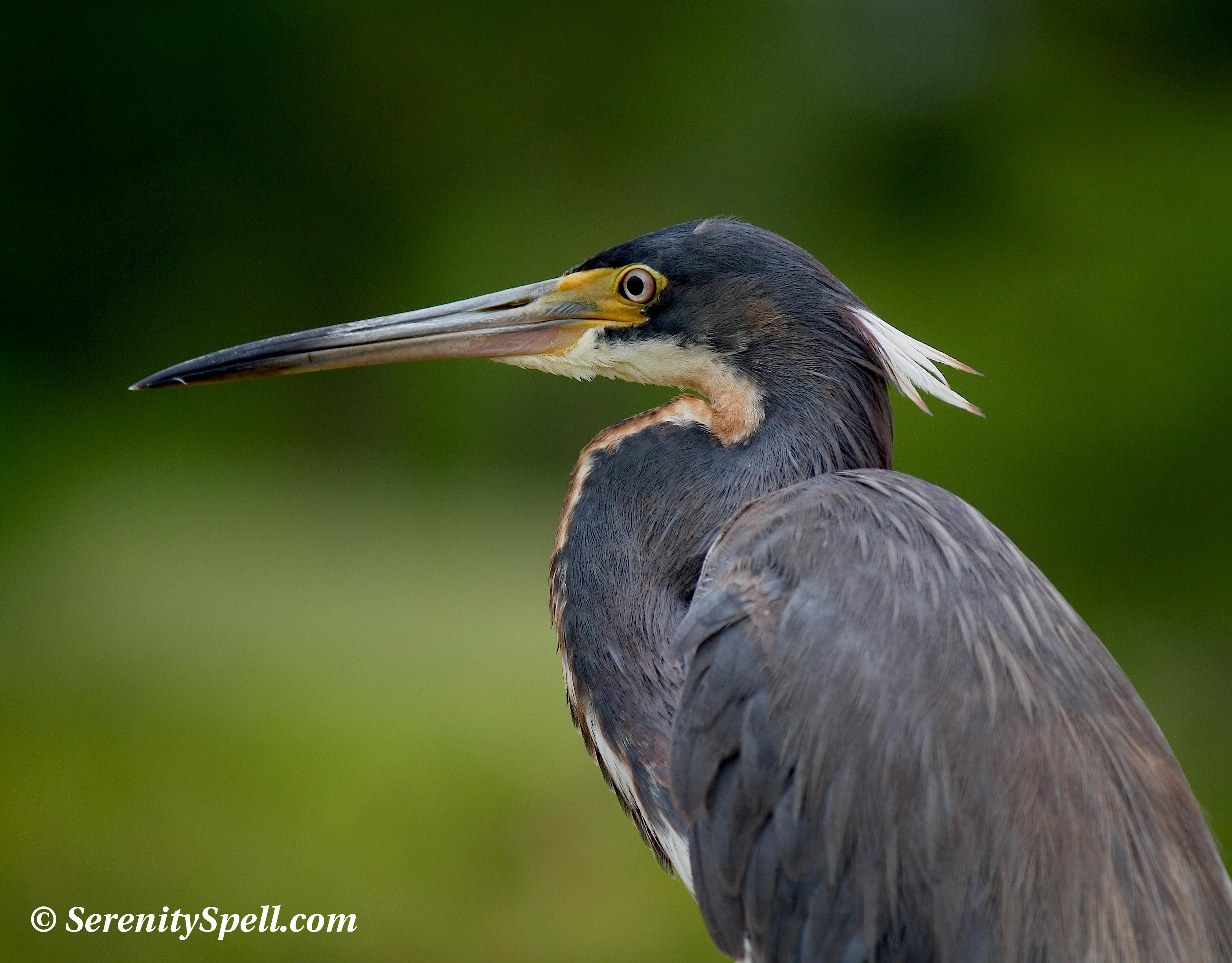 Tricolored Herons: The Grown-Ups | Serenity Spell