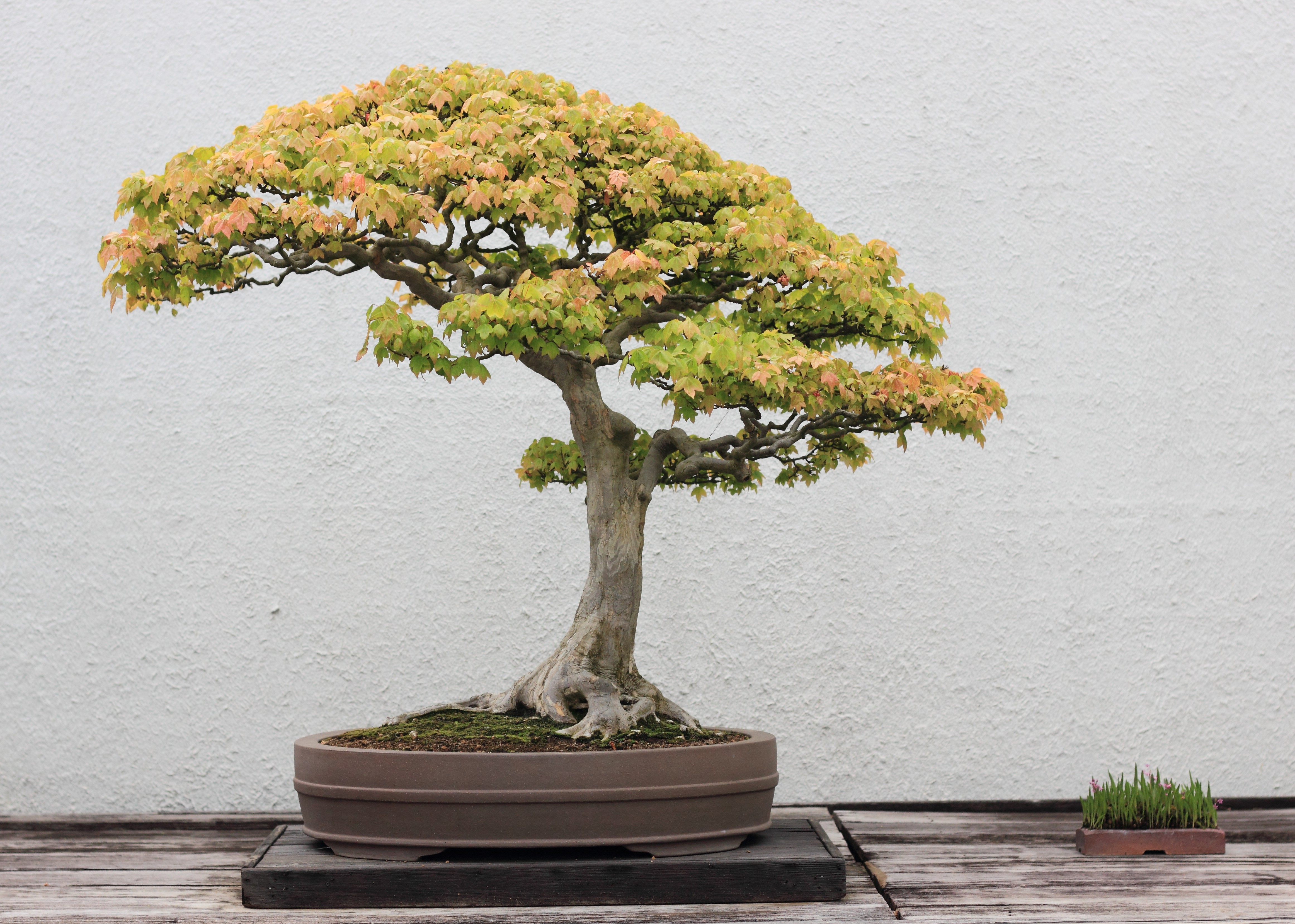 Trident maple bonsai photo