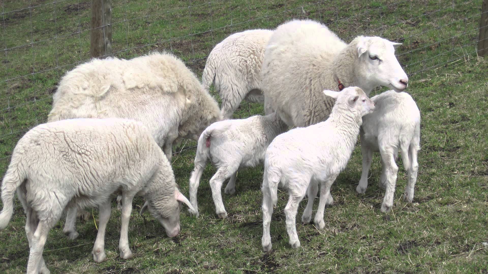 Raising Hair Sheep - YouTube