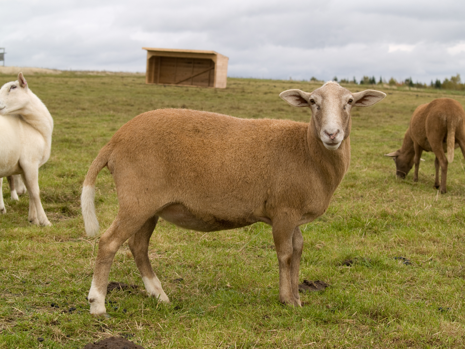 Secrets of Raising Katahdin Sheep - Countryside Network