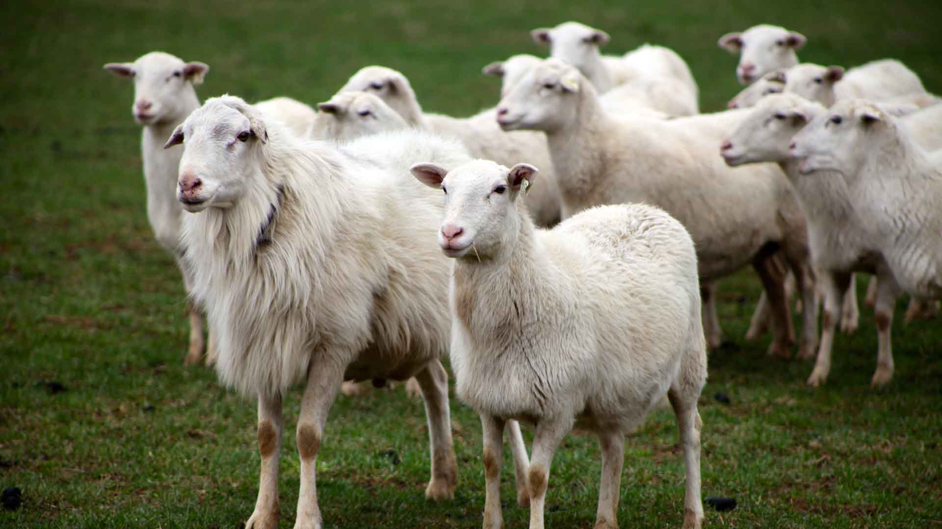 Everything You Need to Know About Hair Sheep - This Western Life
