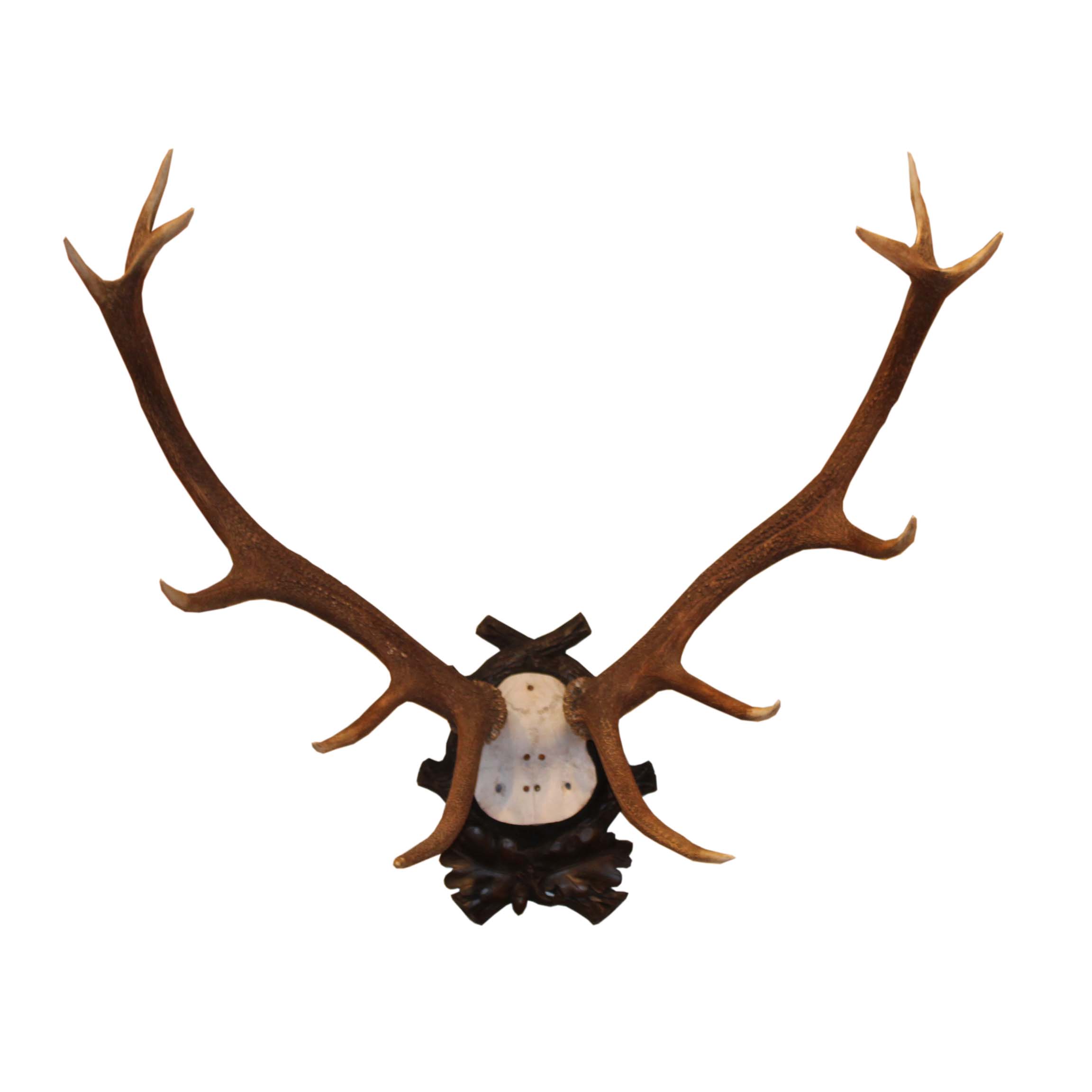 Early 1900's Black Forest Fallow Deer Antlers Trophy from Austrian ...