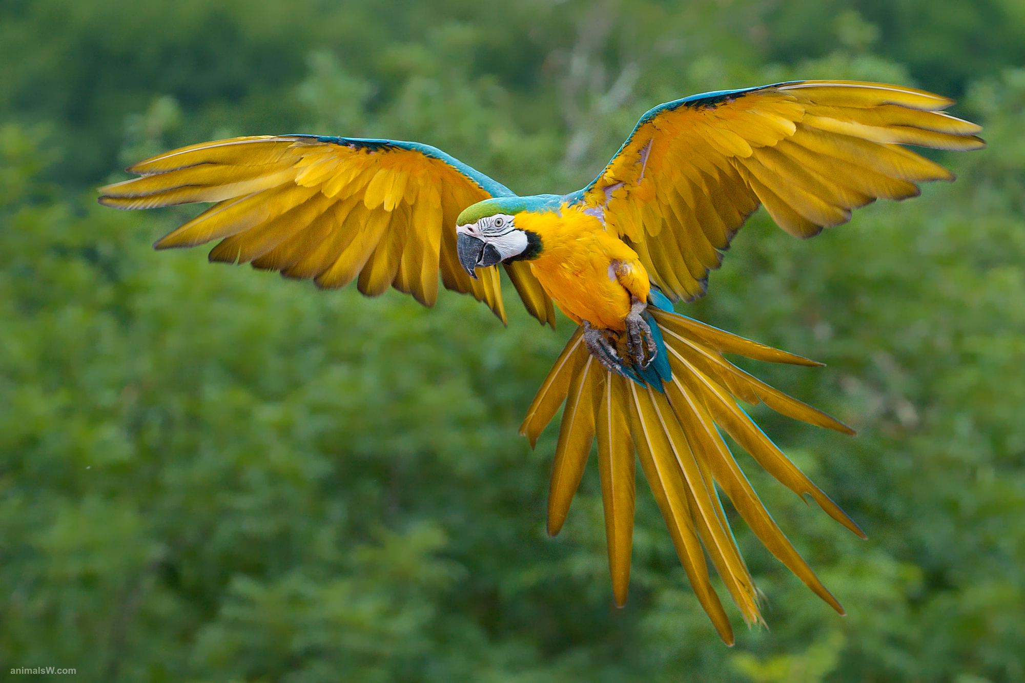Desktop tropical birds images download