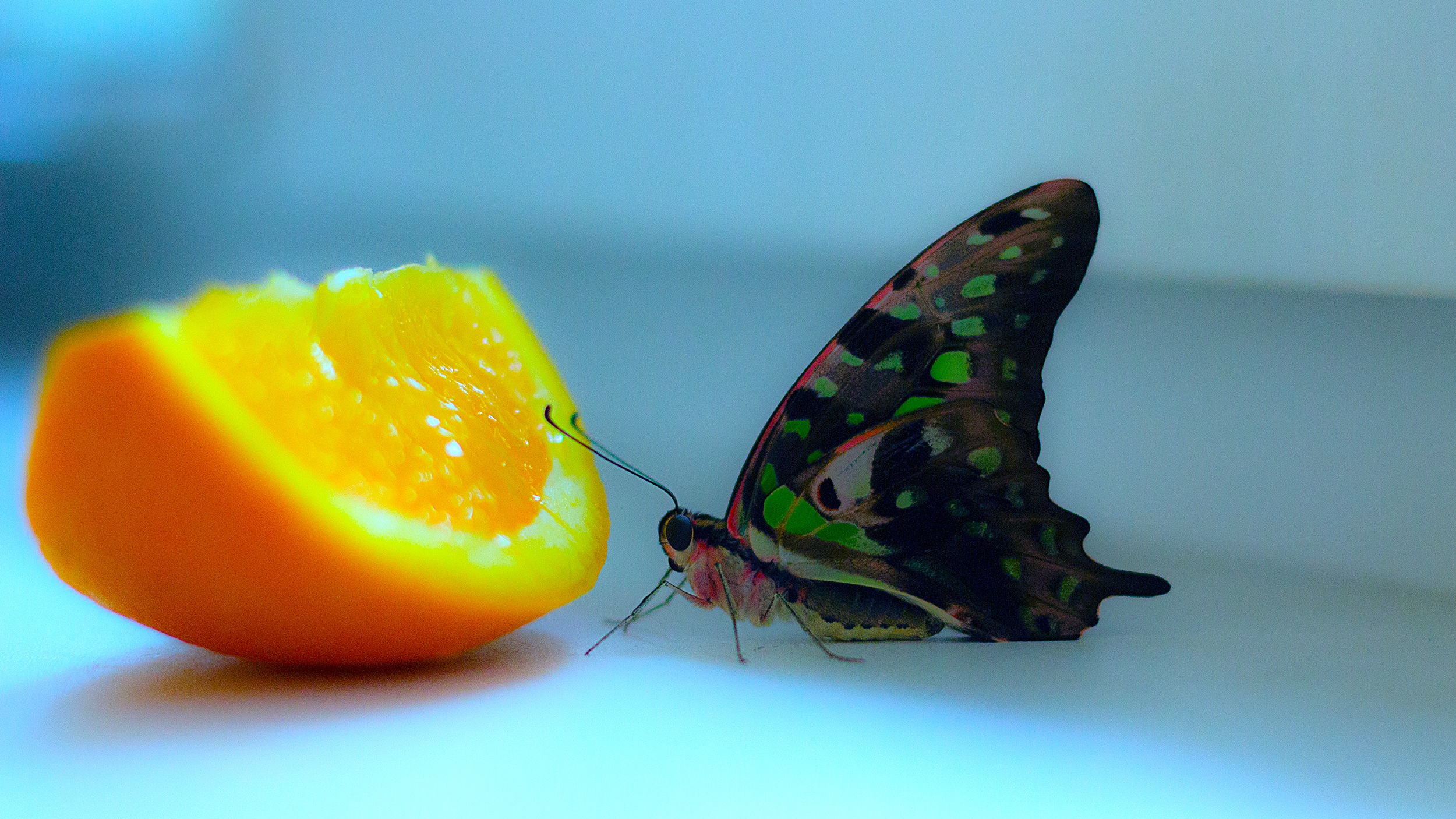 Tropical butterfly photo
