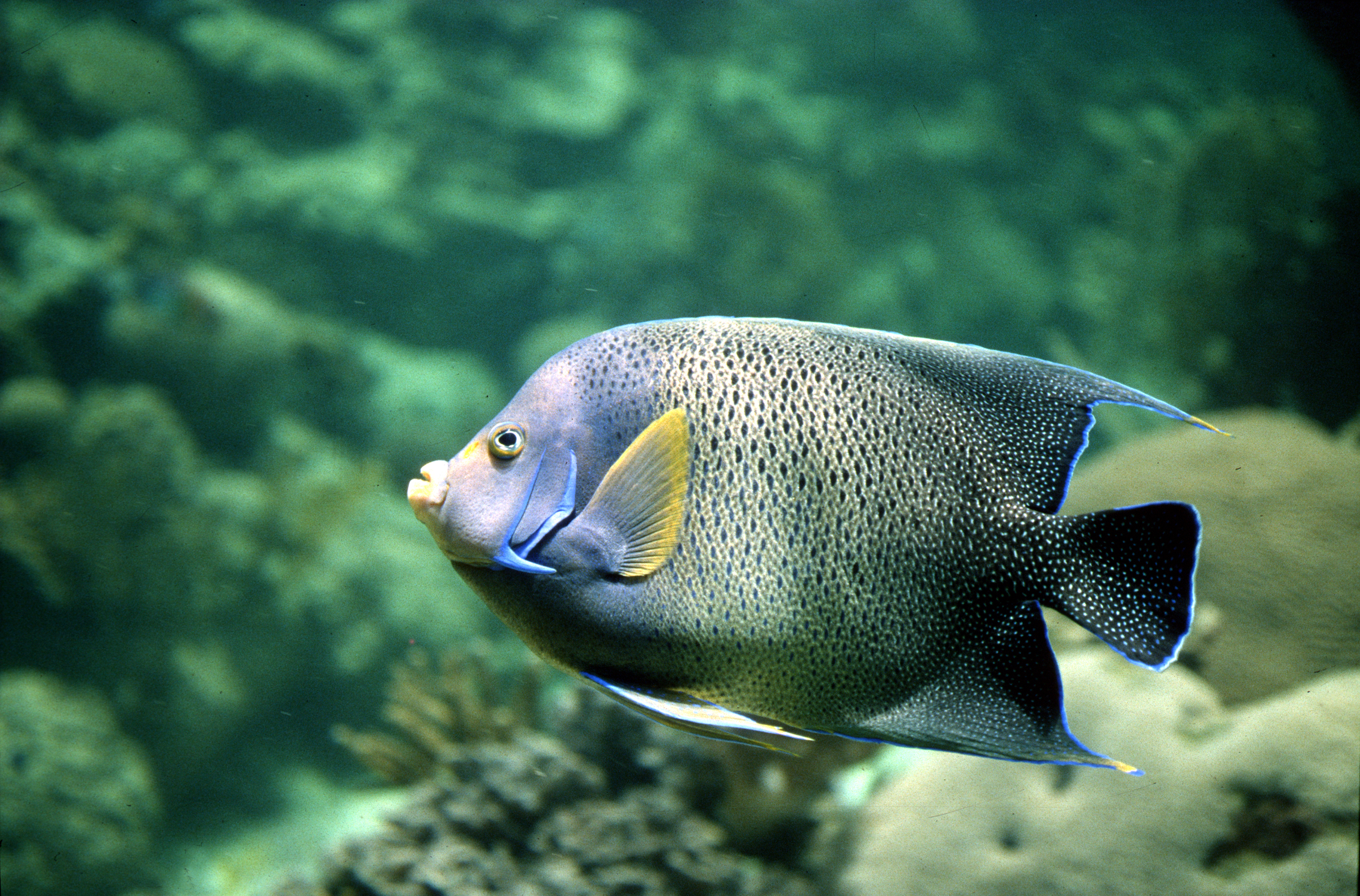 File:CSIRO ScienceImage 2946 Tropical Fish.jpg - Wikimedia Commons