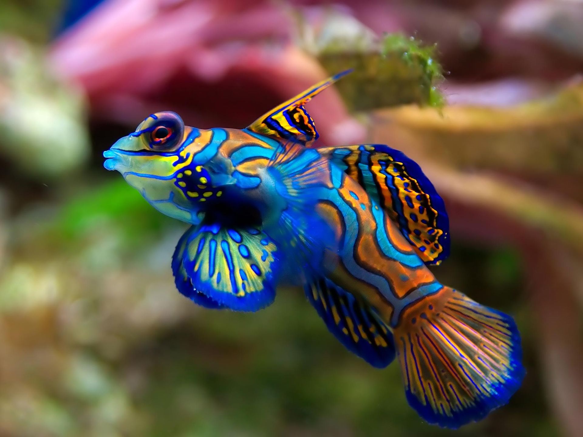 Tropical fish photo