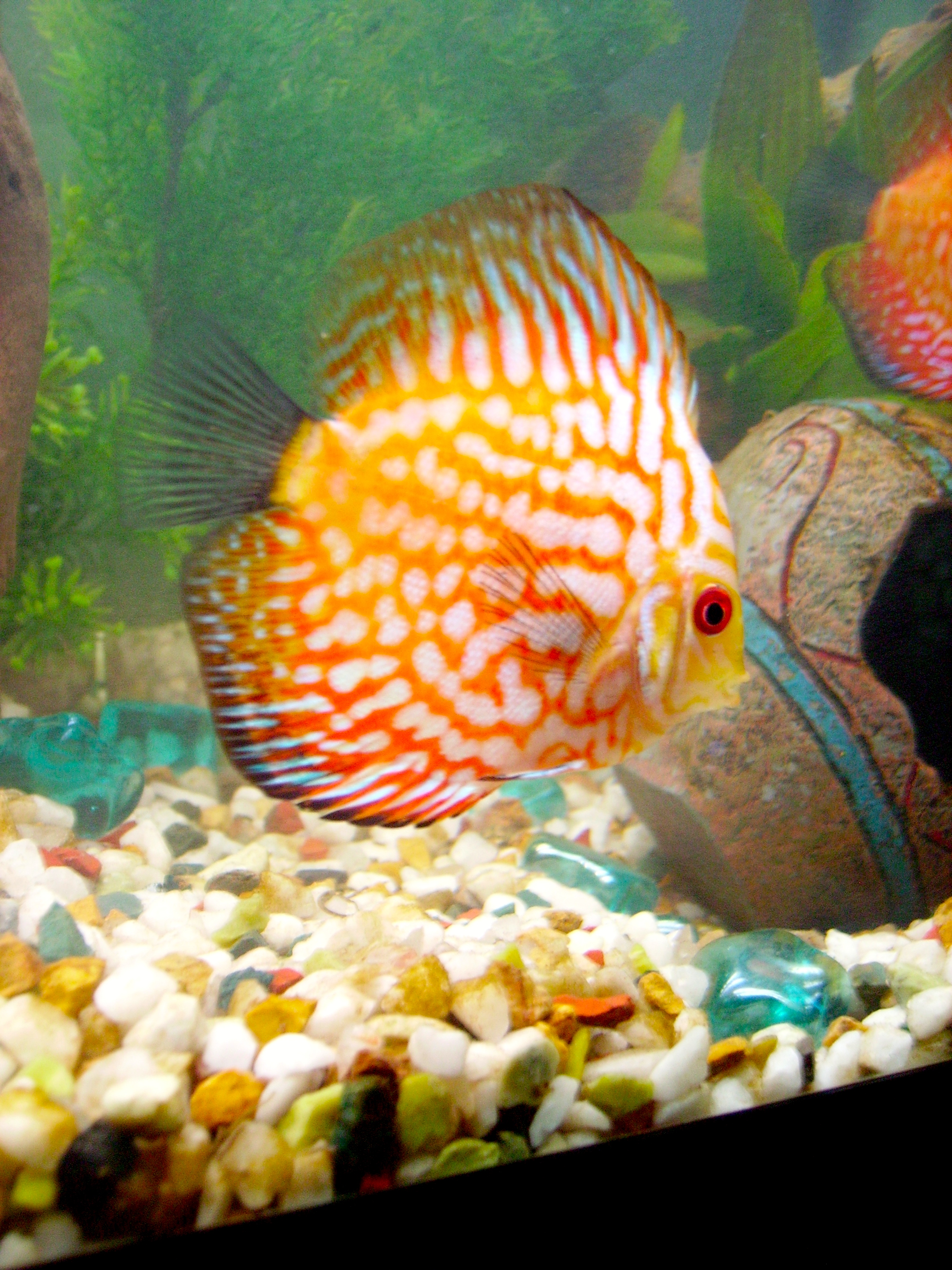 Pet Talk: When I Had Tropical Fish