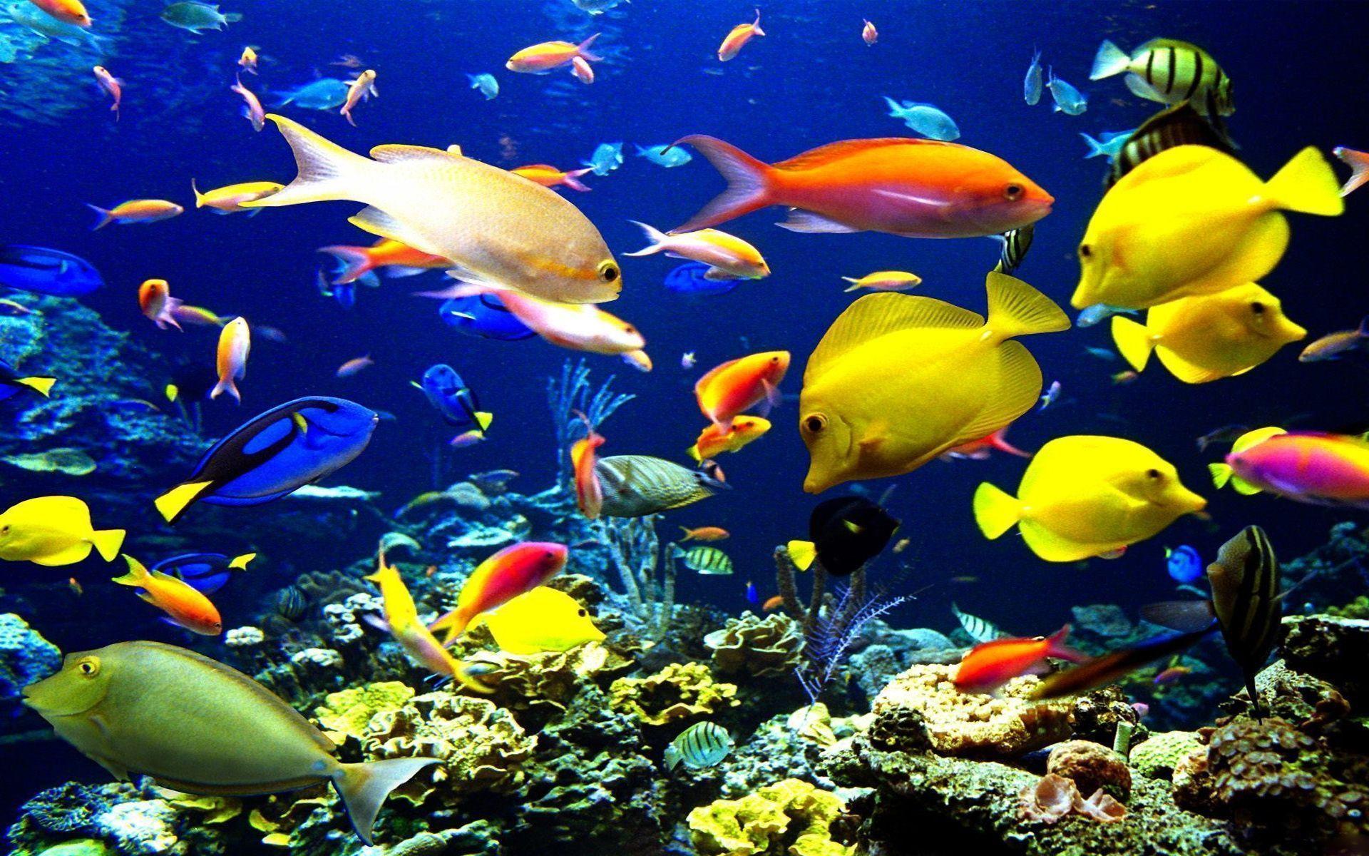 Tropical Fish Wallpapers 1 - 1920 X 1200 | stmed.net