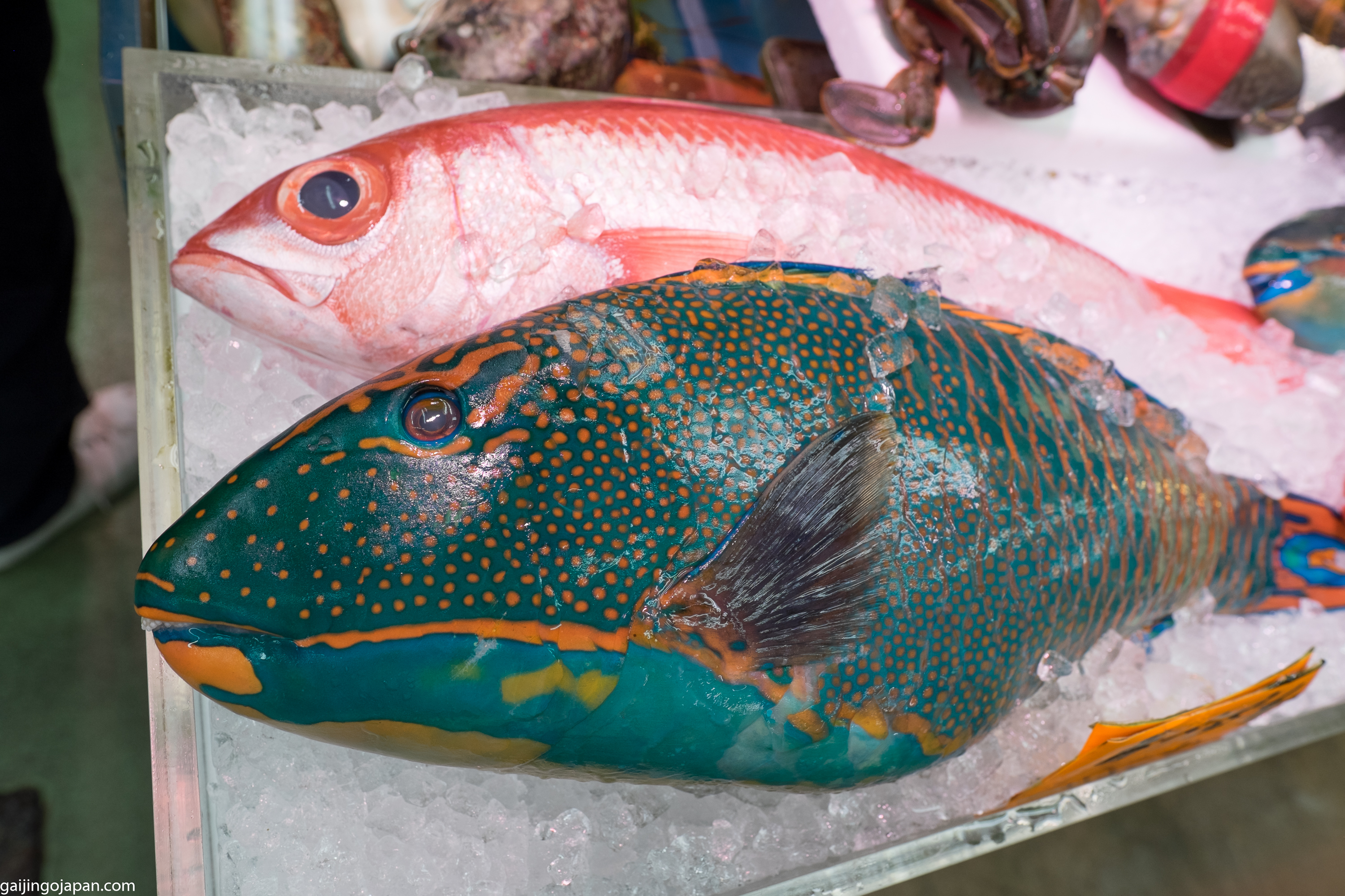 Tropical Fish Of Okinawa - Gaijin Go Japan