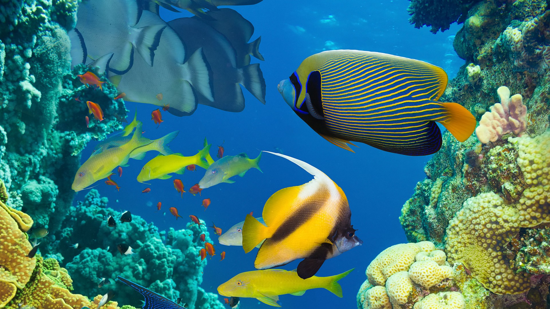 Ocean Marine Life Coral Colorful Tropical Fish Wallpaper Desktop ...