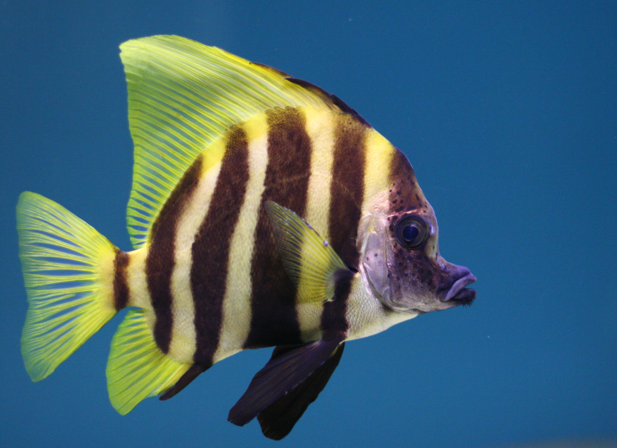 Tropical Fish Pictures - Freaking News