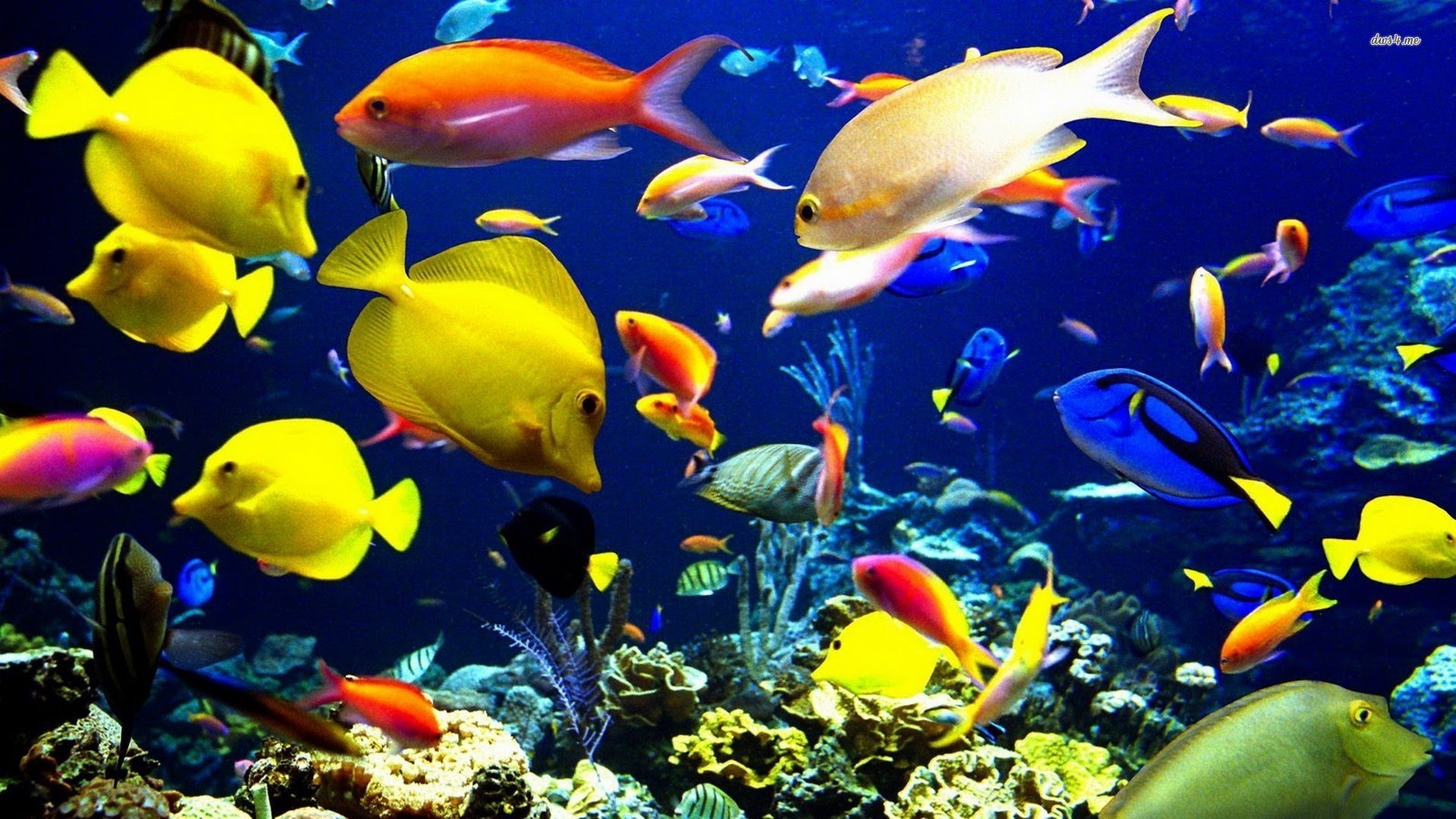 Freshwater Fish * Aquarium Tropical Fish by HT BabyTV - YouTube