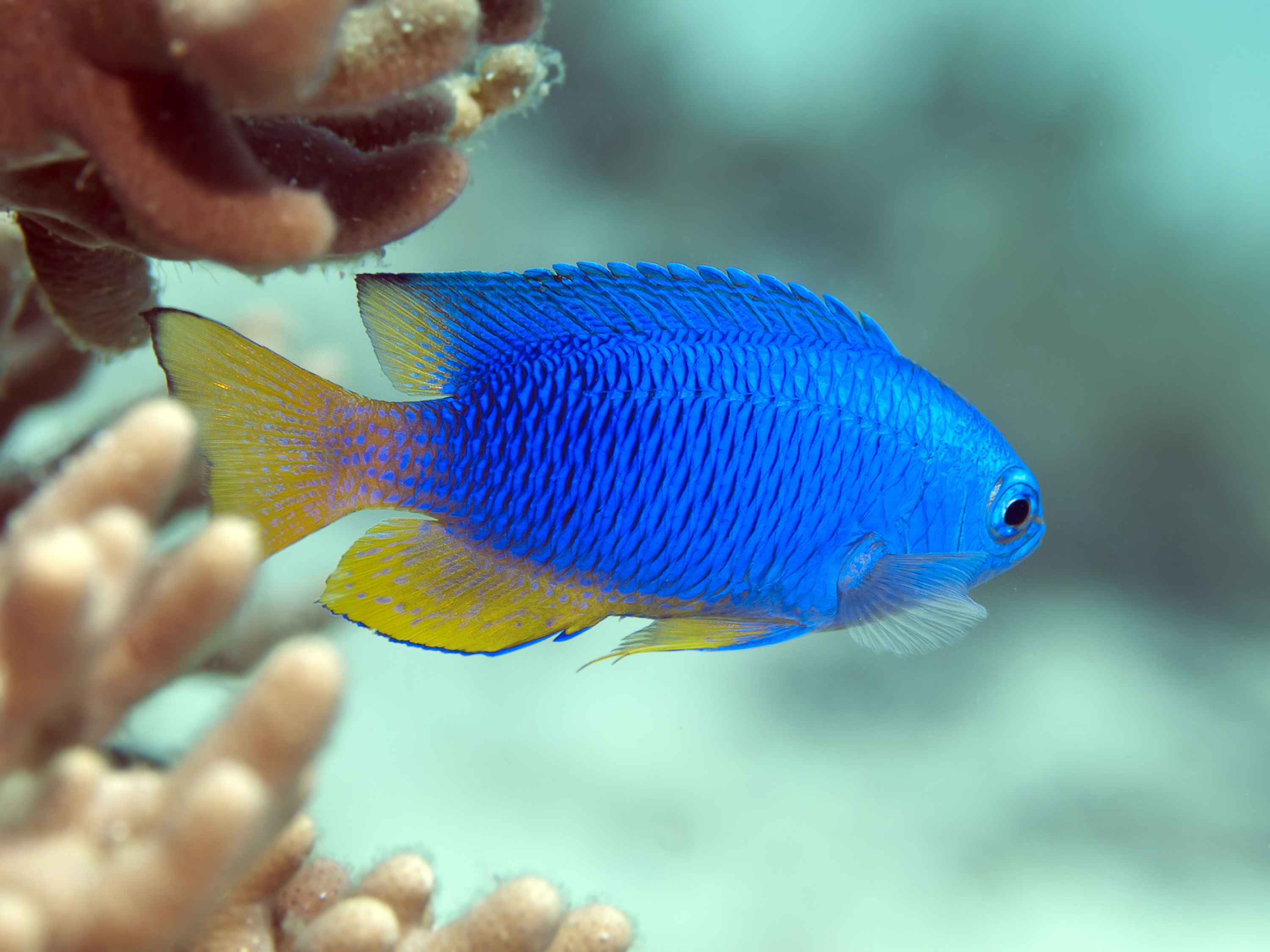 A Beginner's Guide To Tropical Fish Identification • Scuba Diver Life