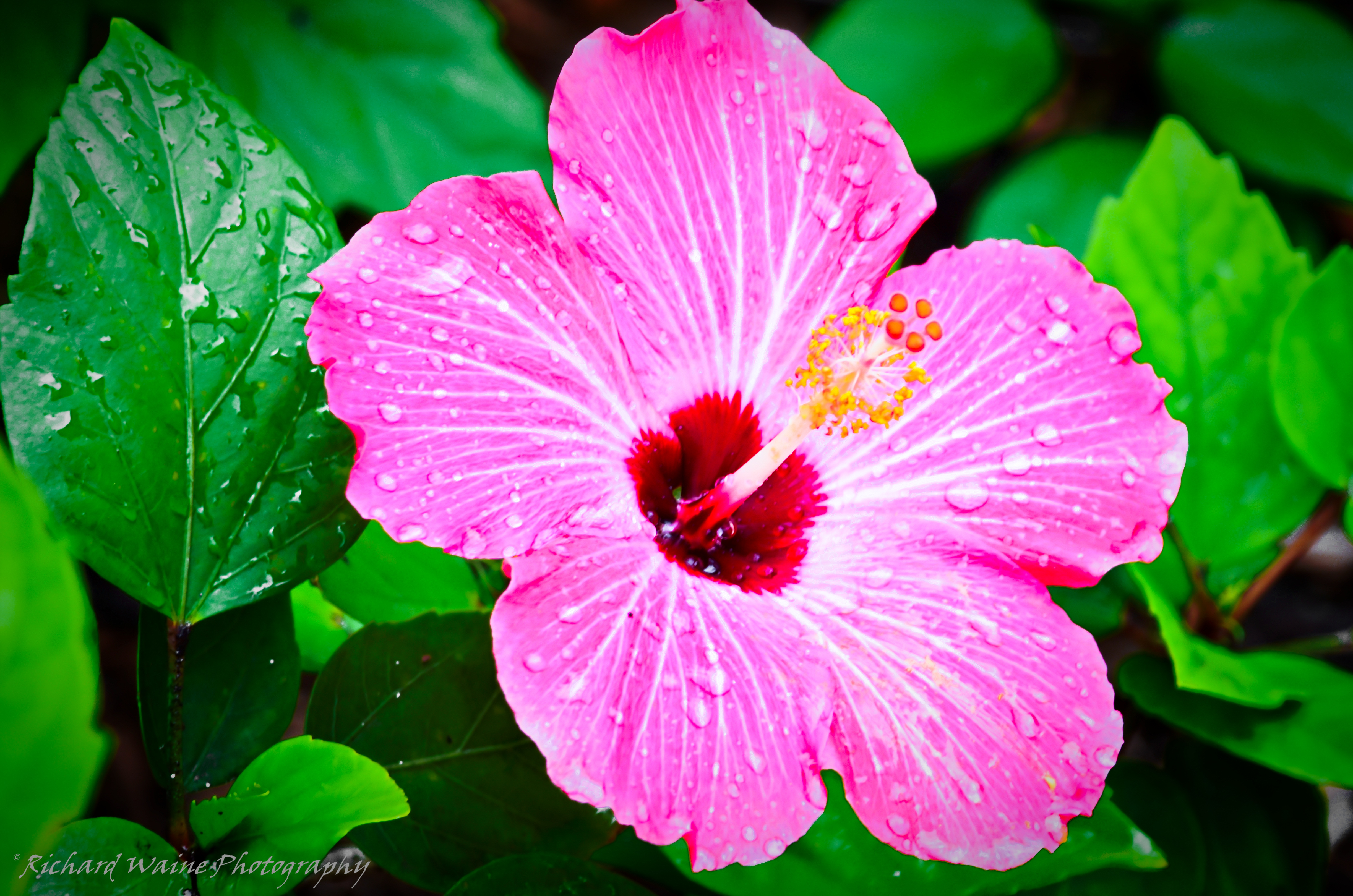 Tropical Flower 2 by Rich3618 on DeviantArt