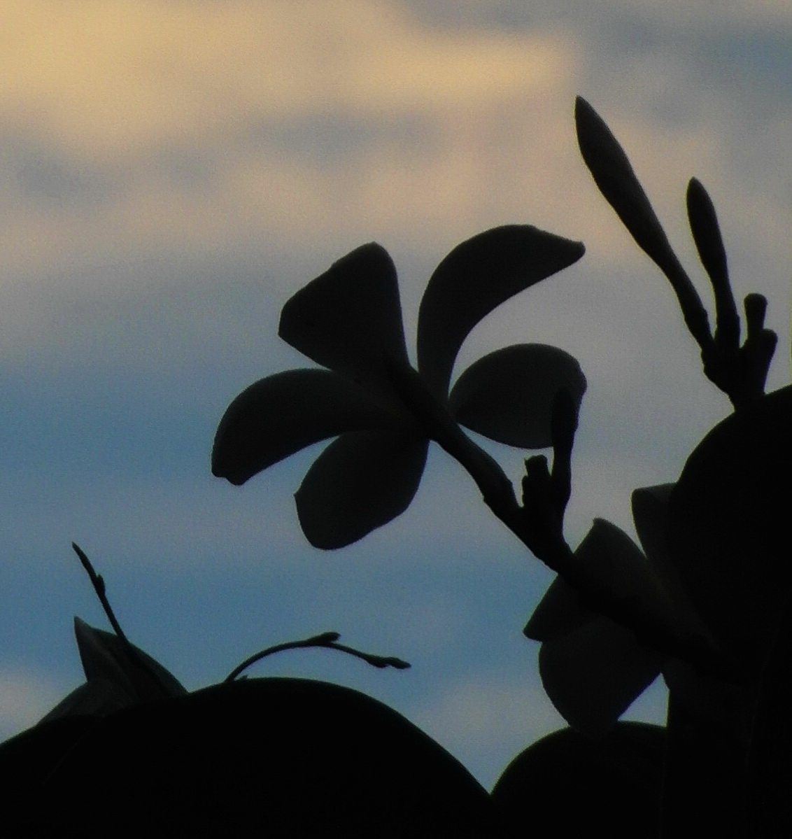 Tropical Flower Silhouette, Beautiful, Petals, Leaves, Macro, HQ Photo