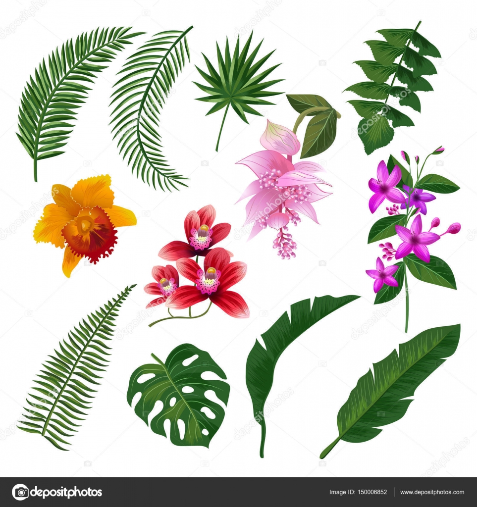 Set of Tropical flowers bouquet. Vector illustration of leaves and ...