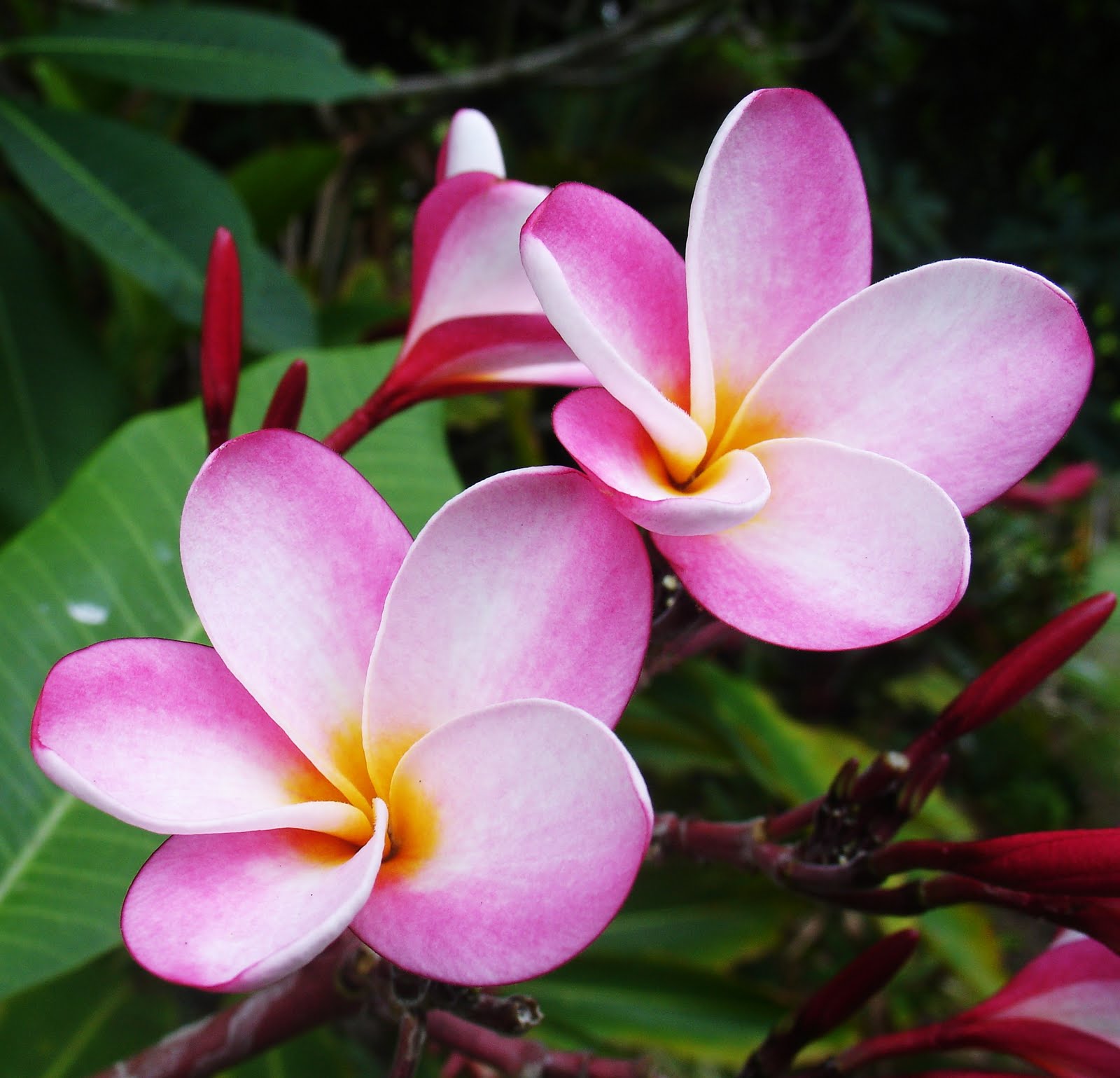 5 Good Reasons on Why You Should Buy Tropical Flowers - Cofiroc-k2.com