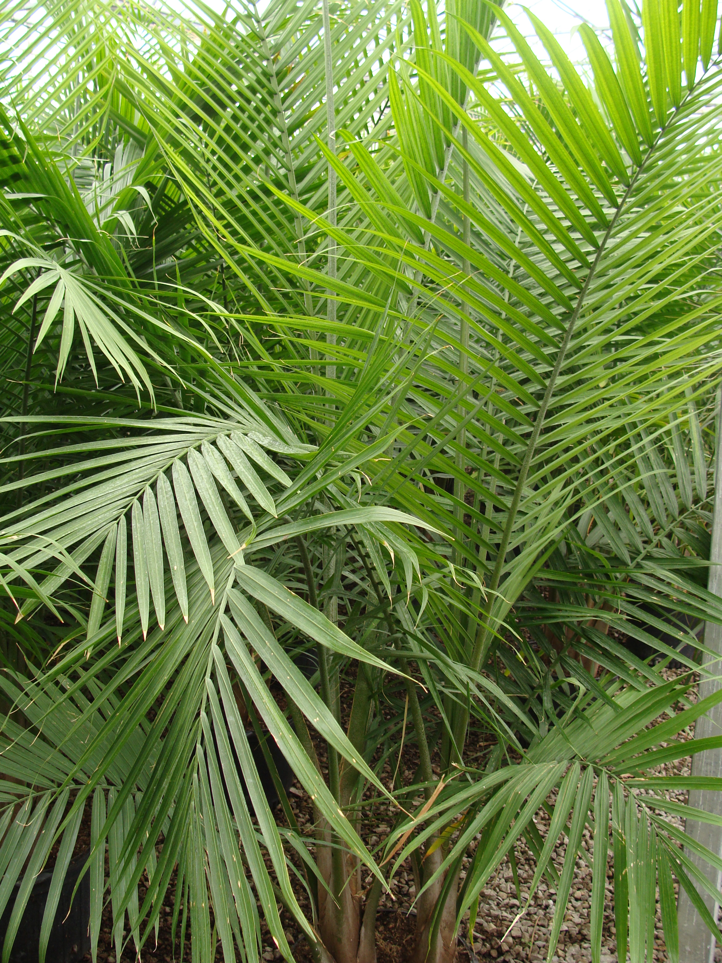 Tropical foliage photo
