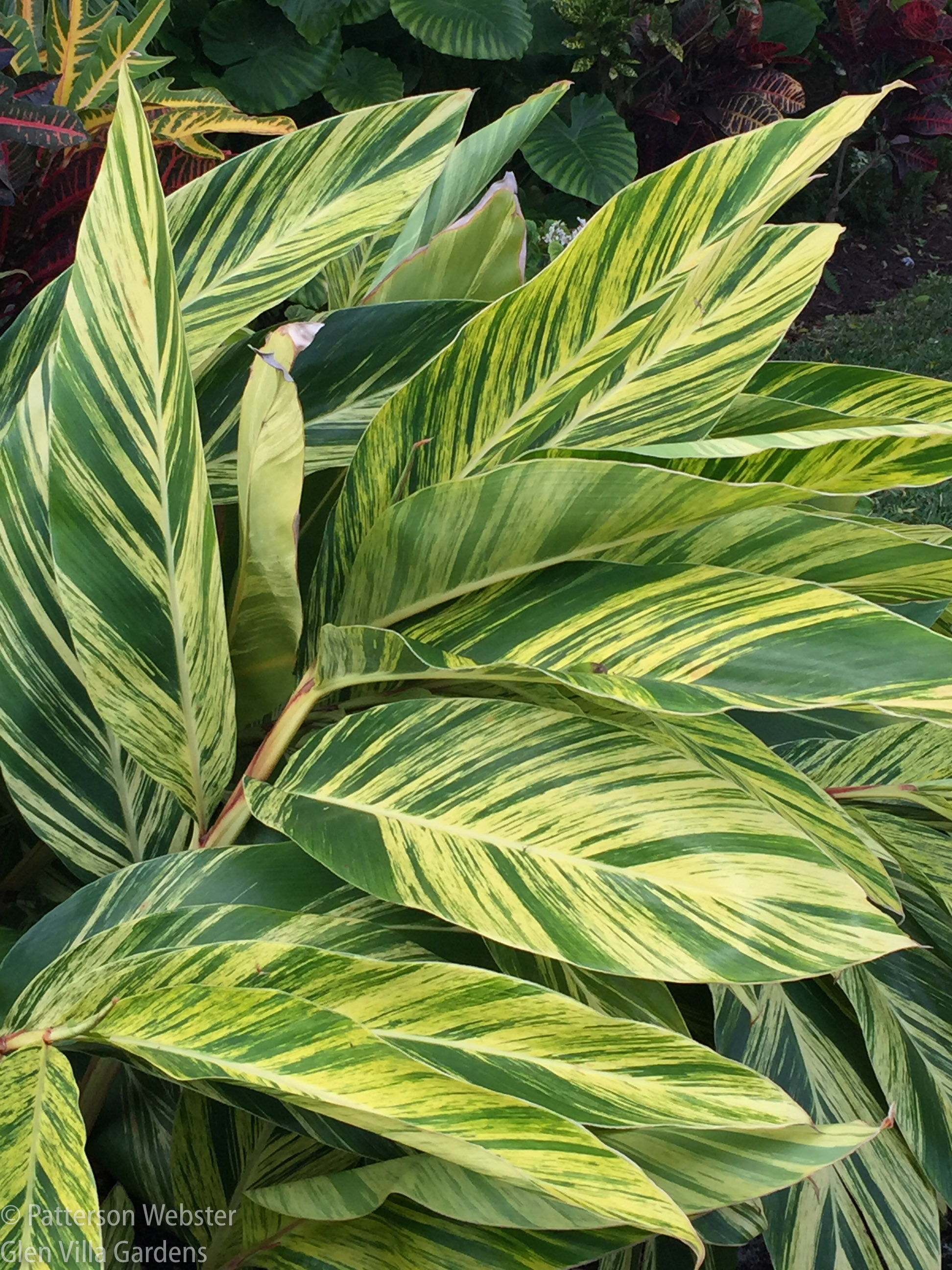 Tropical Foliage (and a little bit more) | Site & Insight