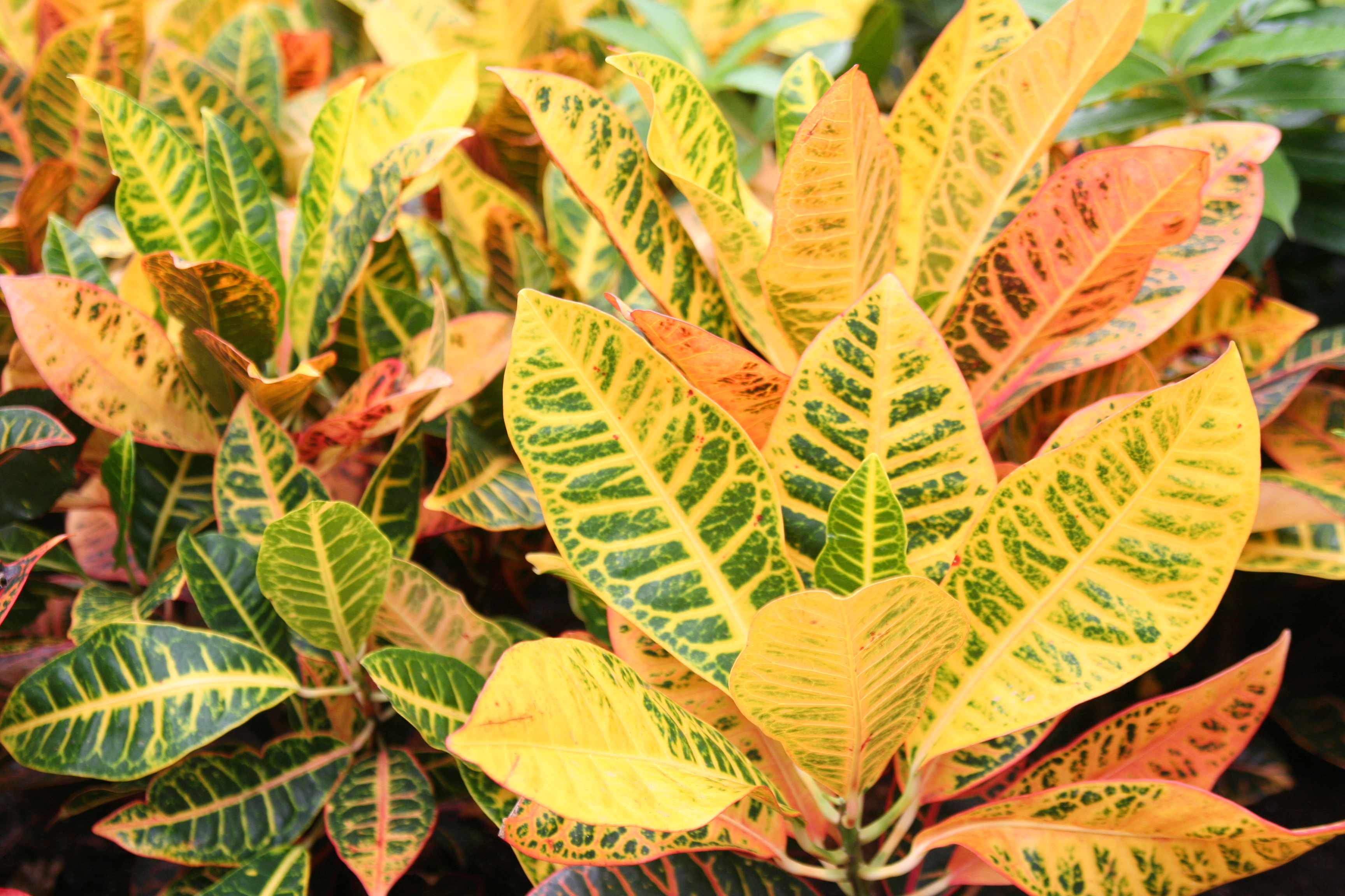 Black Gold Here are the Best Tropical Foliage Plants for the Garden